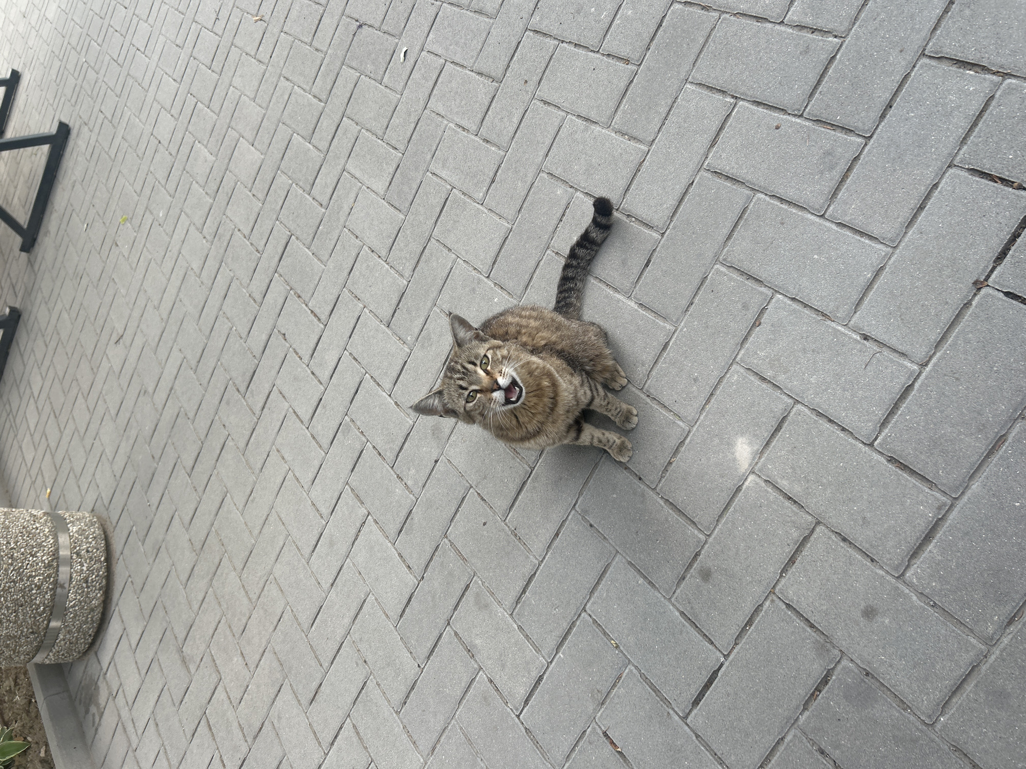 Tabby cat spotted near train crossing in urban area