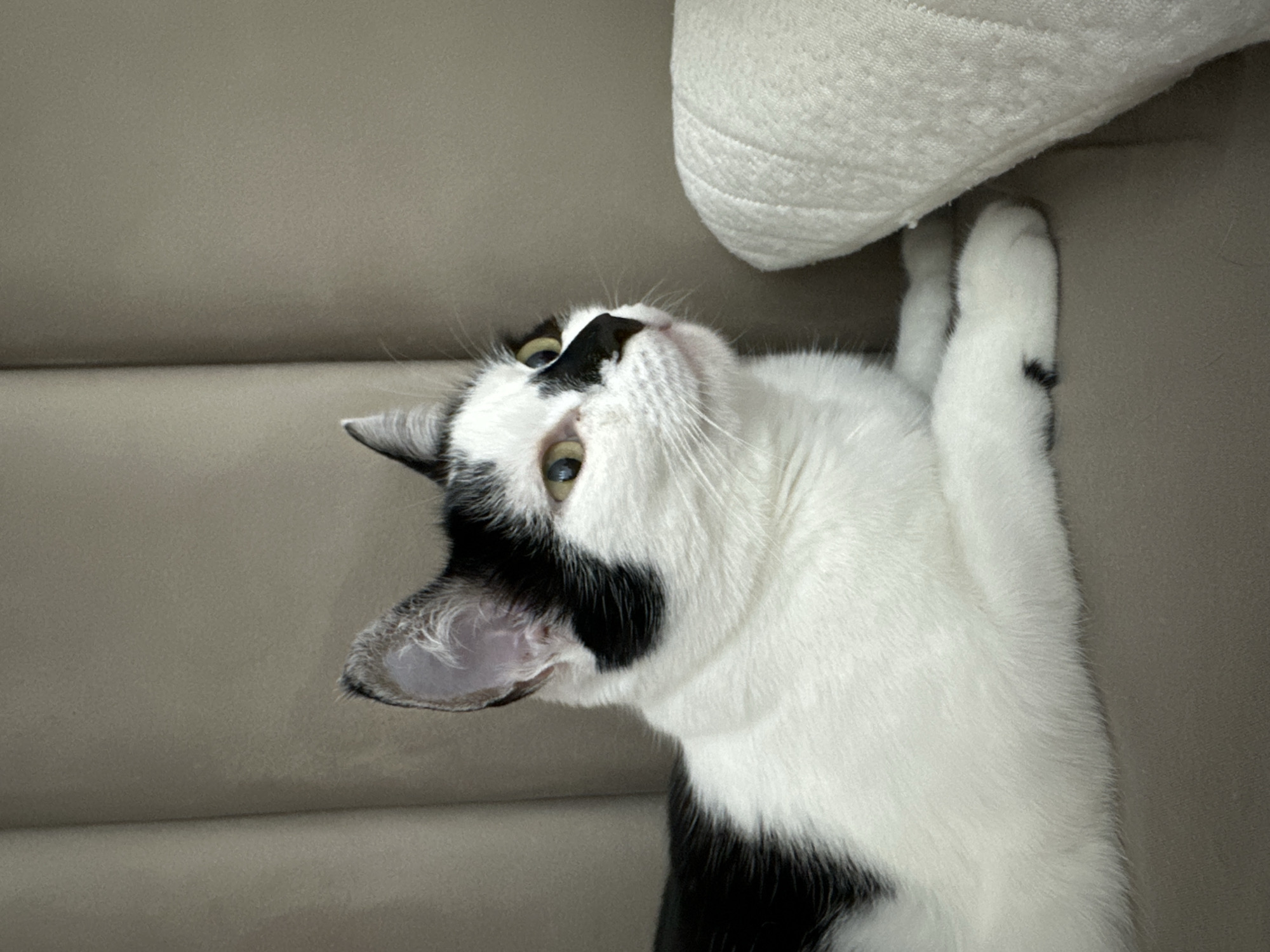 Black and white cat lounging on furniture in Kokshetau