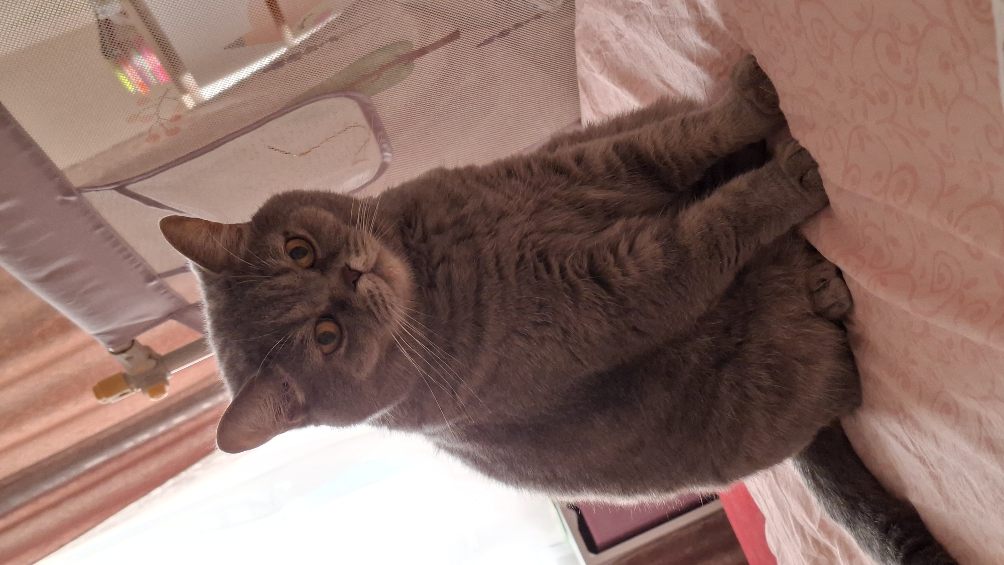 Lazy morning at home with a cat and cozy blankets