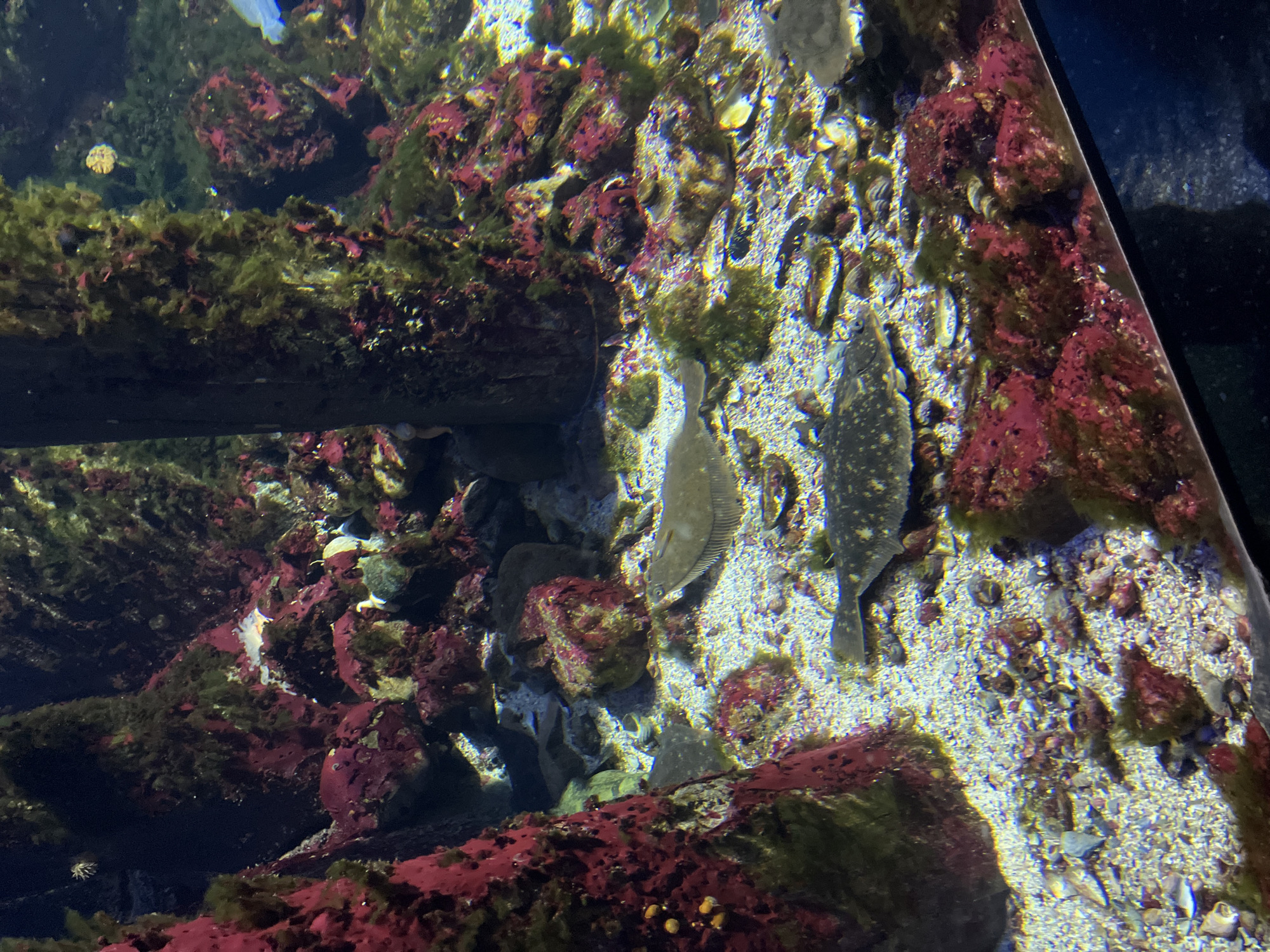 Afternoon tour through a Moscow aquarium's freshwater and marine exhibits