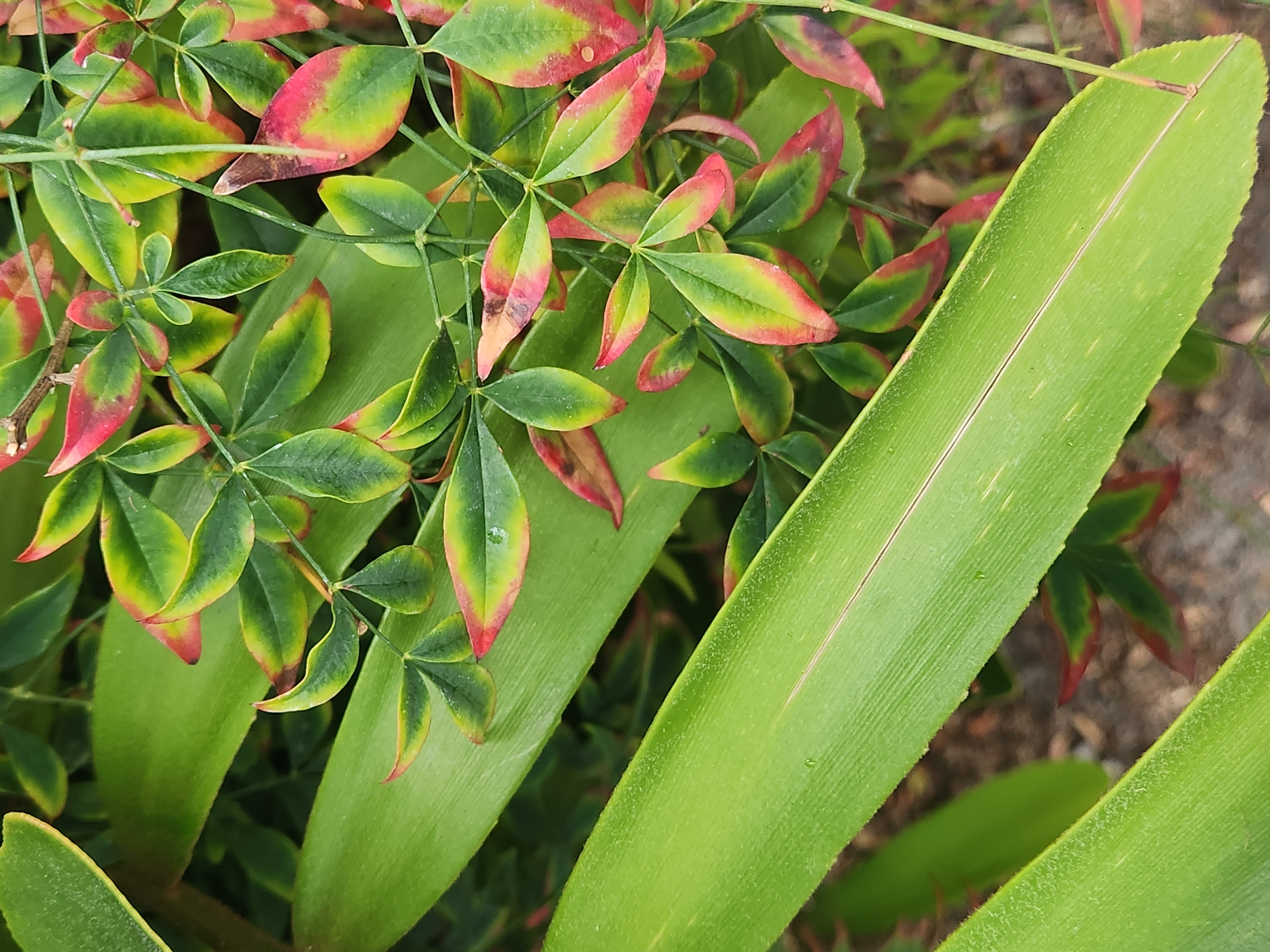 Detailed plant photography at an Altamonte Springs resort, stormy sky included