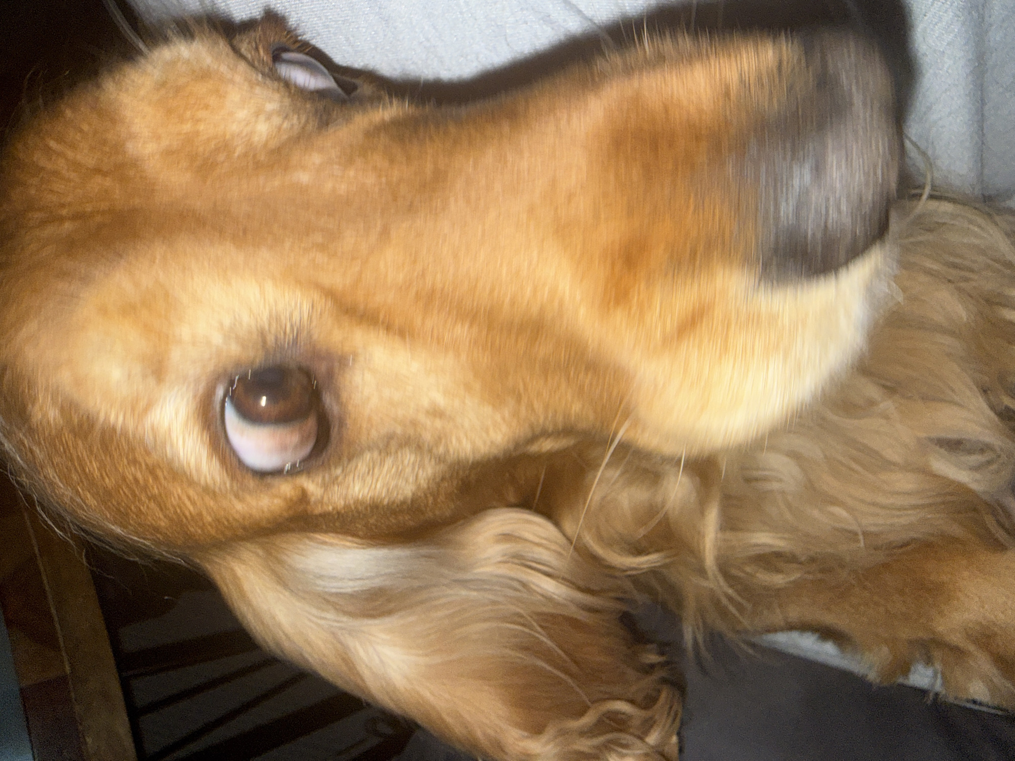 Golden dog and home interior moments captured over one hour