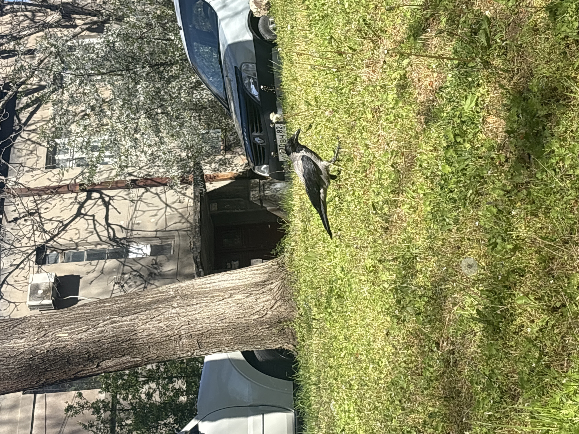 Crow spotted foraging in sunny Simferopol park area