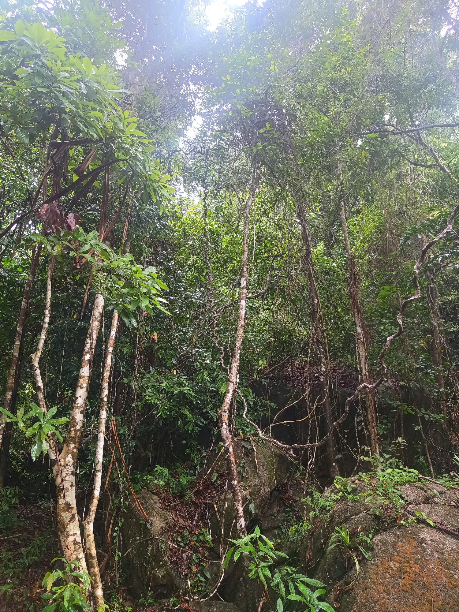 Early Morning Forest Walk Documented in Thai Village