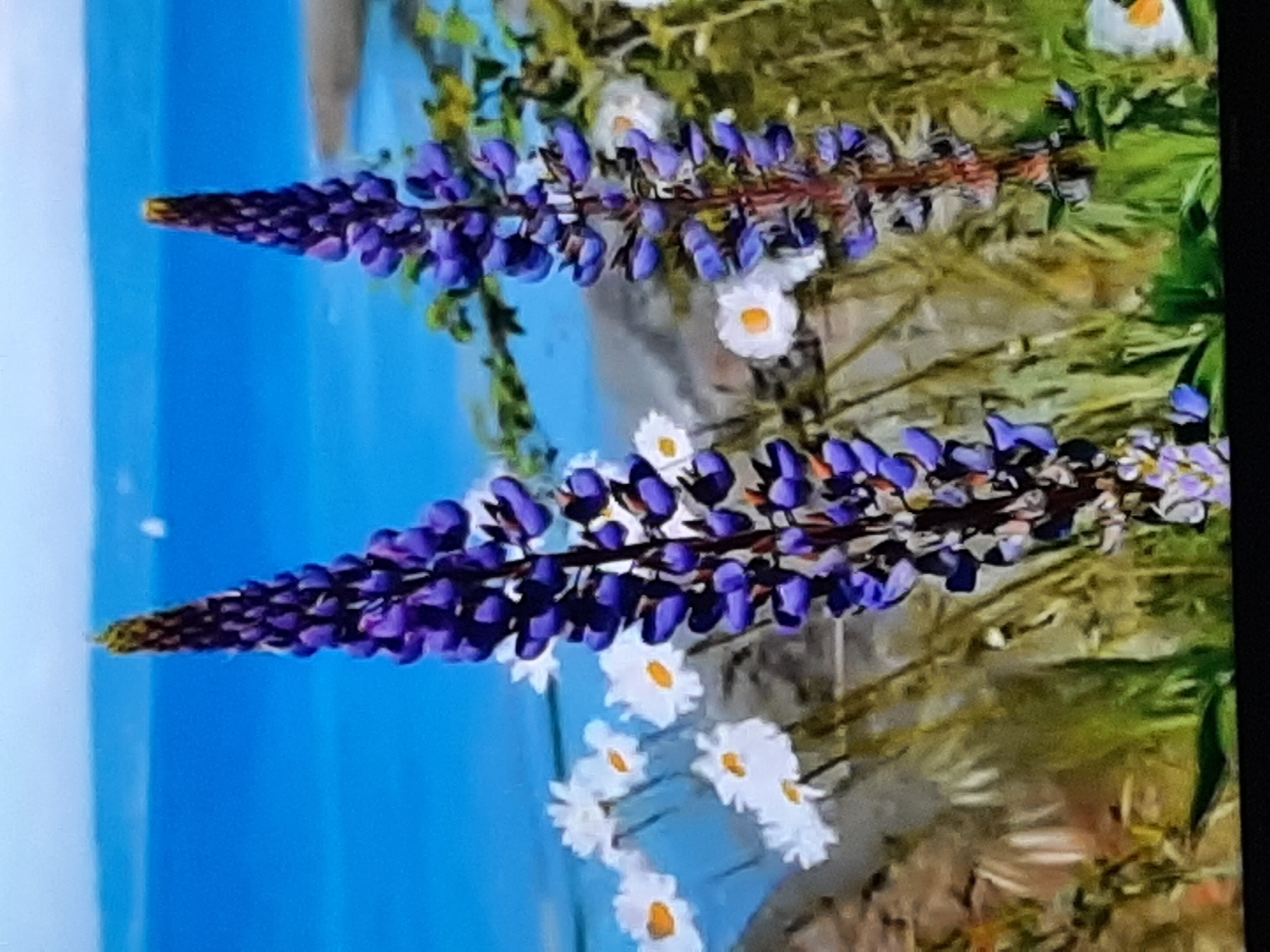 Cherry blossoms and wildlife imagery collected in Sambir, Ukraine