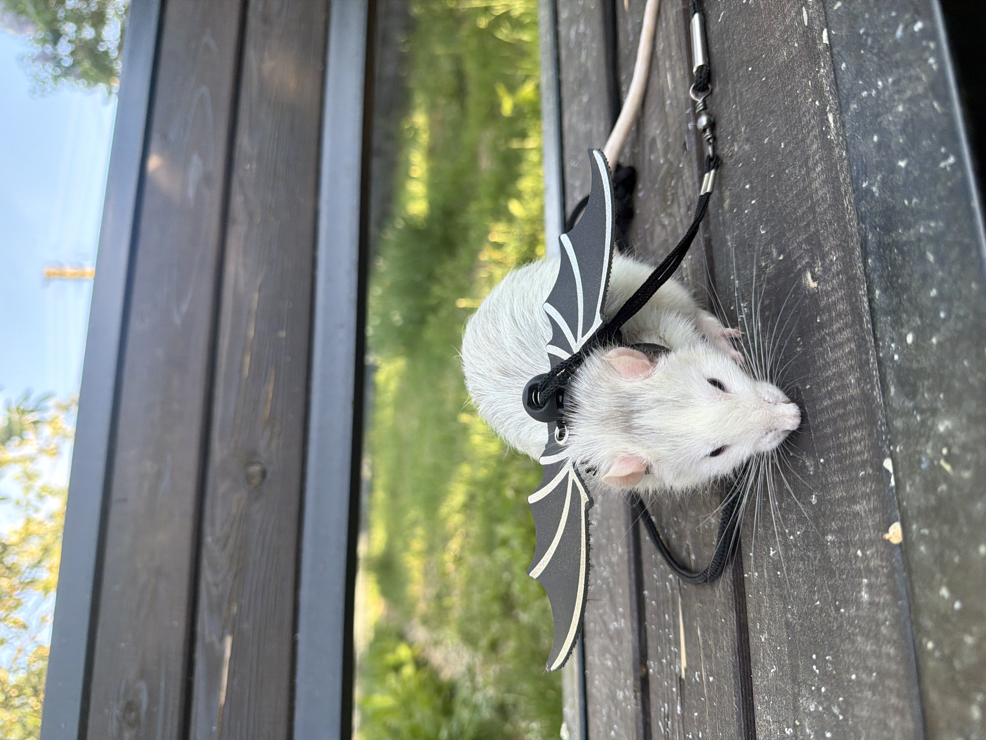Pet Rat in Bat Wings Walked on Leash in Russian Town