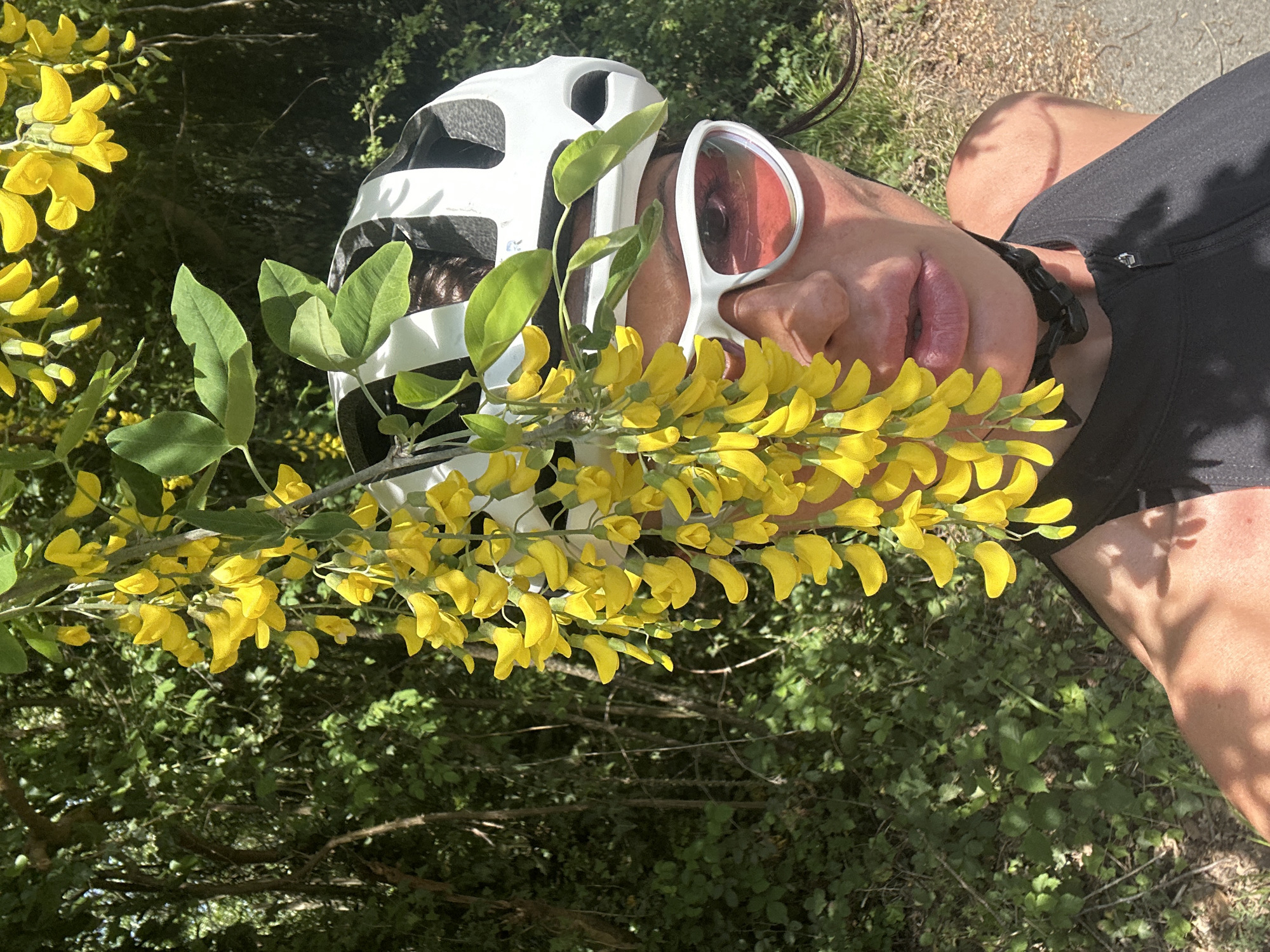 Cyclist poses with yellow flowering branch in Wealden