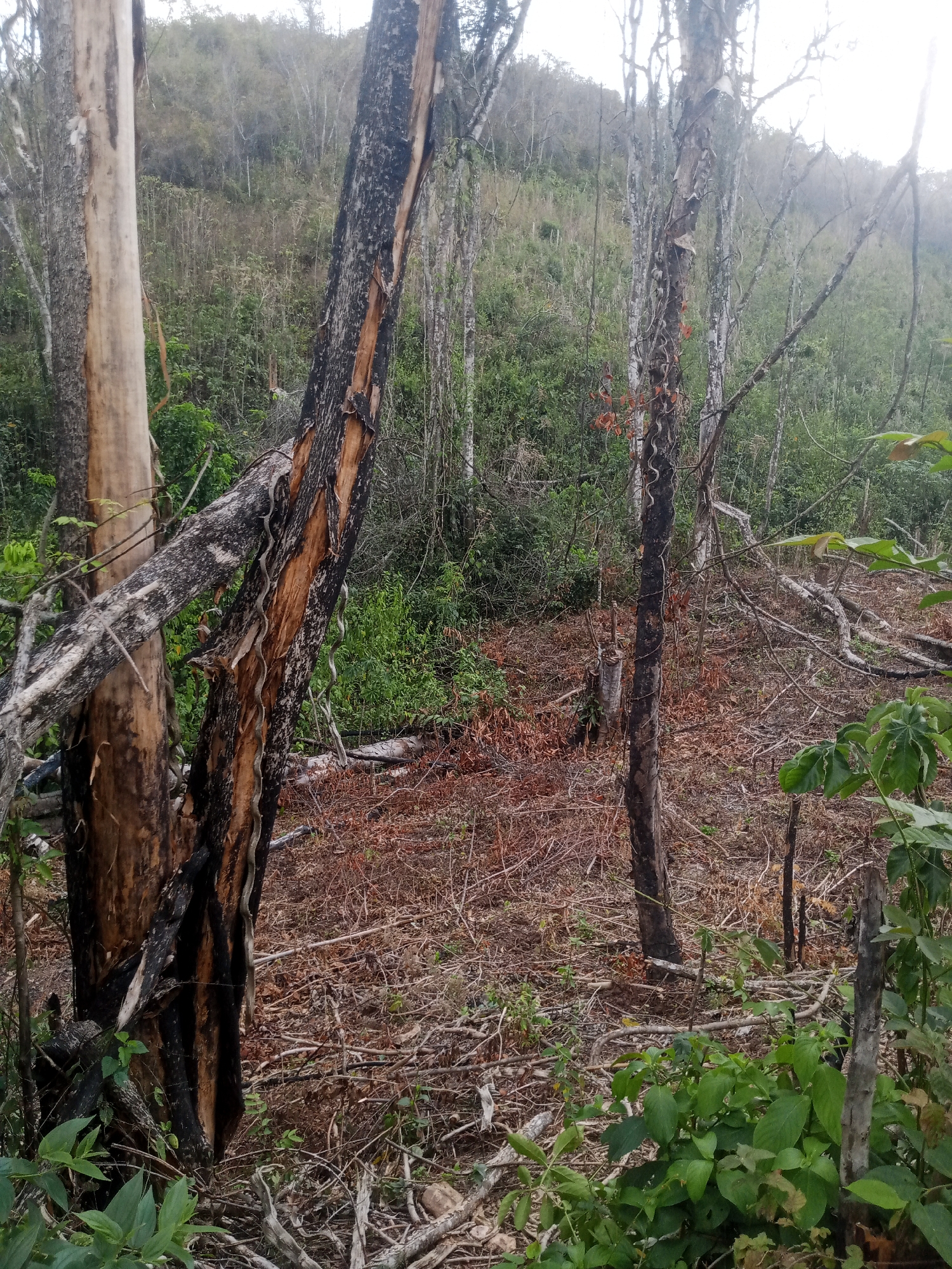 Deforestation documented in Tinaquillo, Venezuela shows burned tree remains