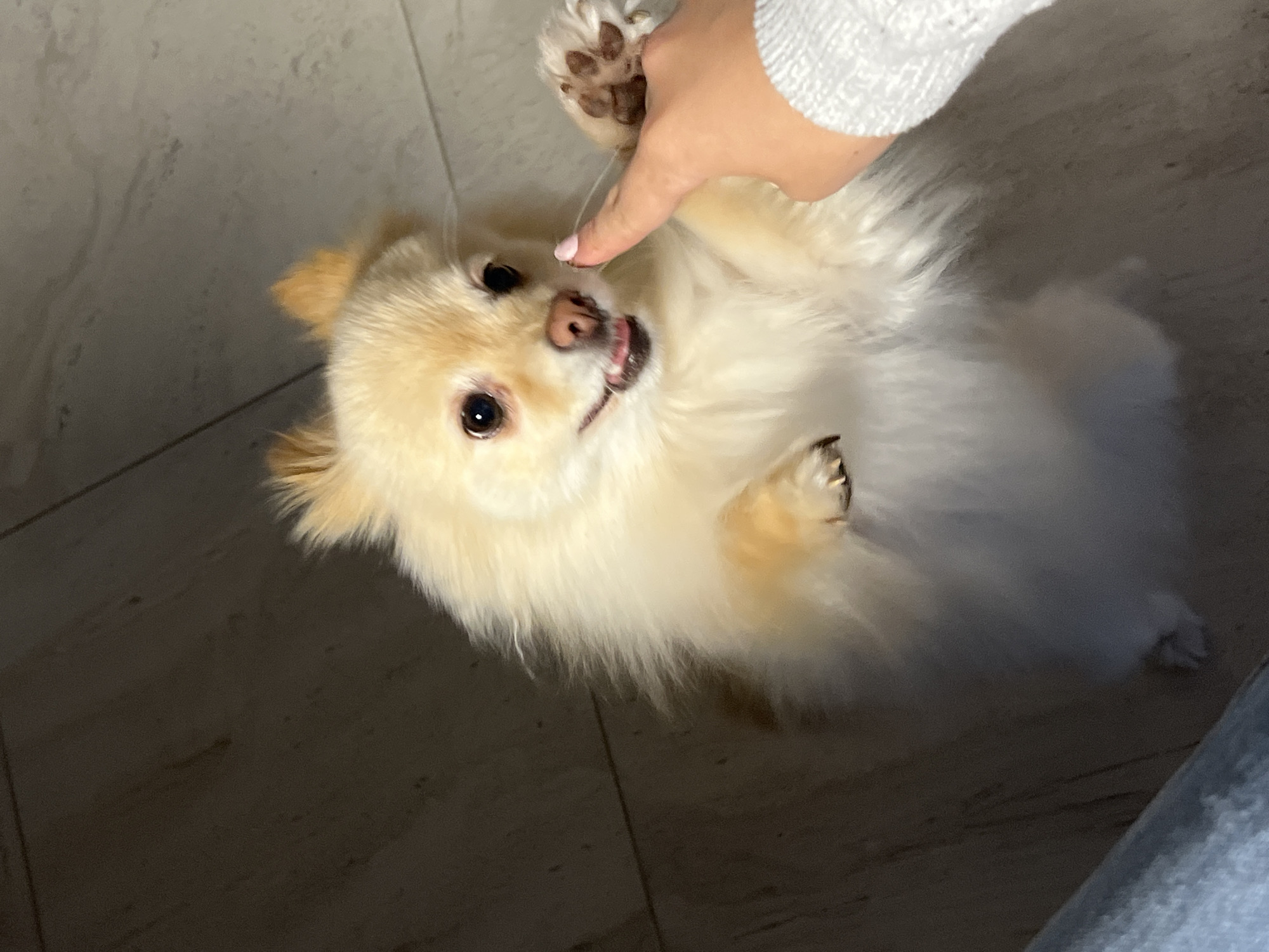 Small dog receives gentle nose touch from human companion