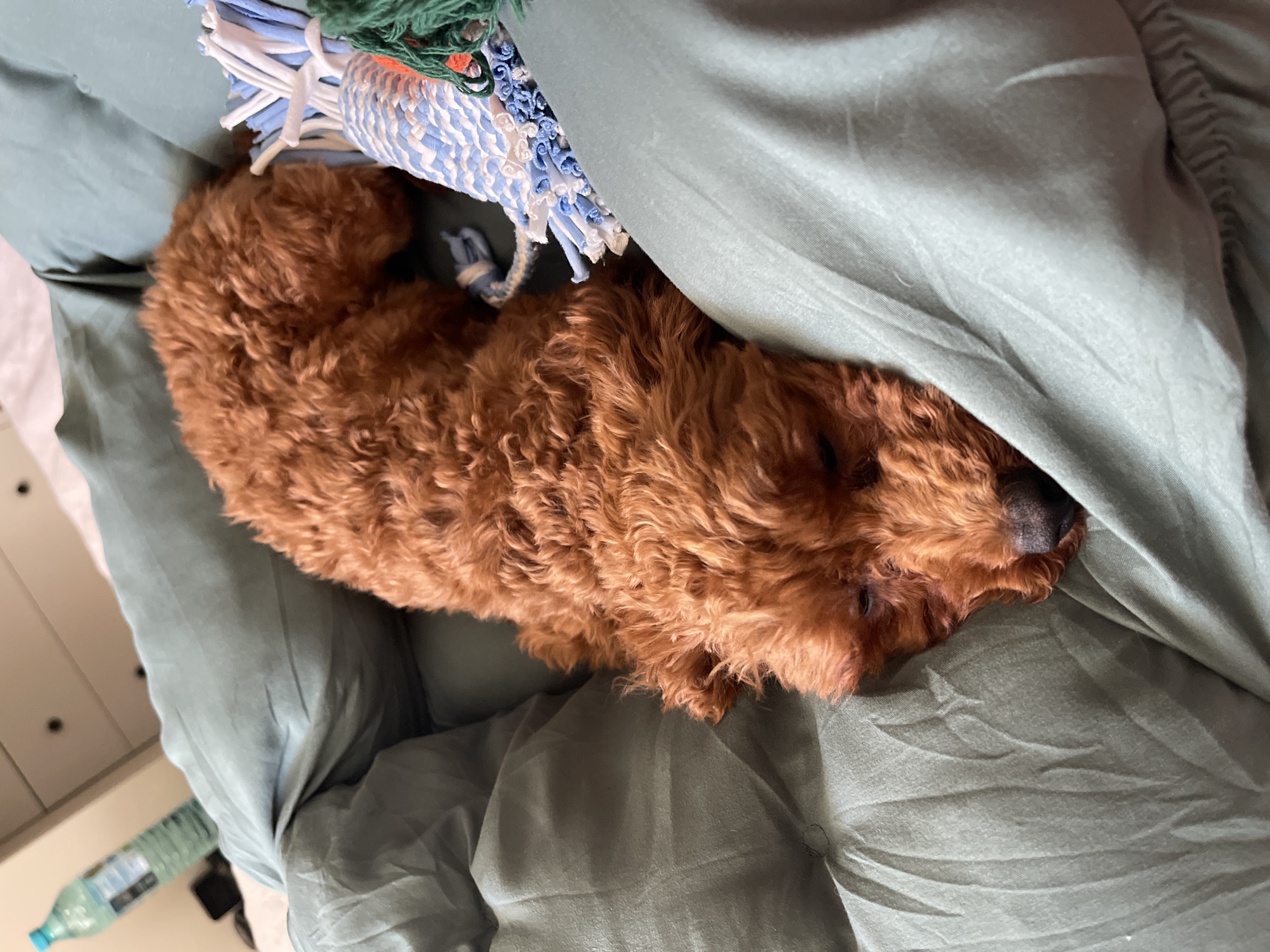Woman and brown poodle share quiet afternoon moments in Sofia