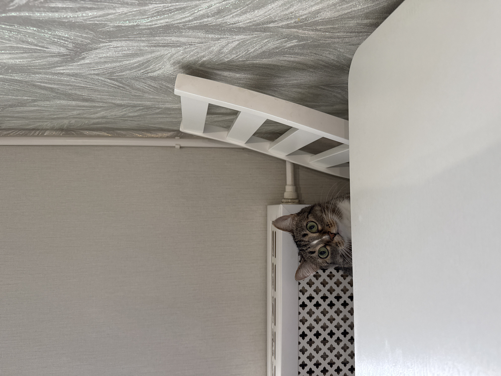 Domestic moments: cat, personal items documented in unknown home