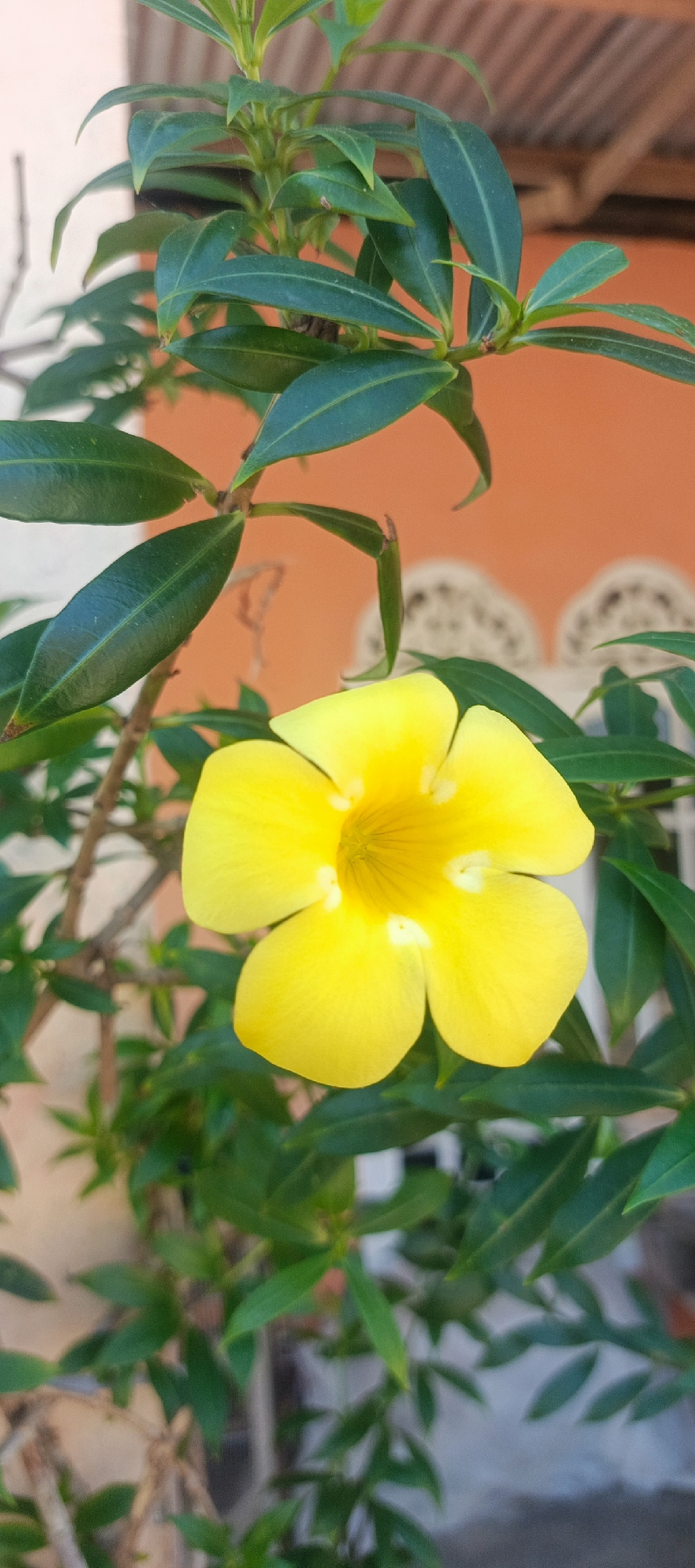 A home garden in rural Indonesia, plant by plant