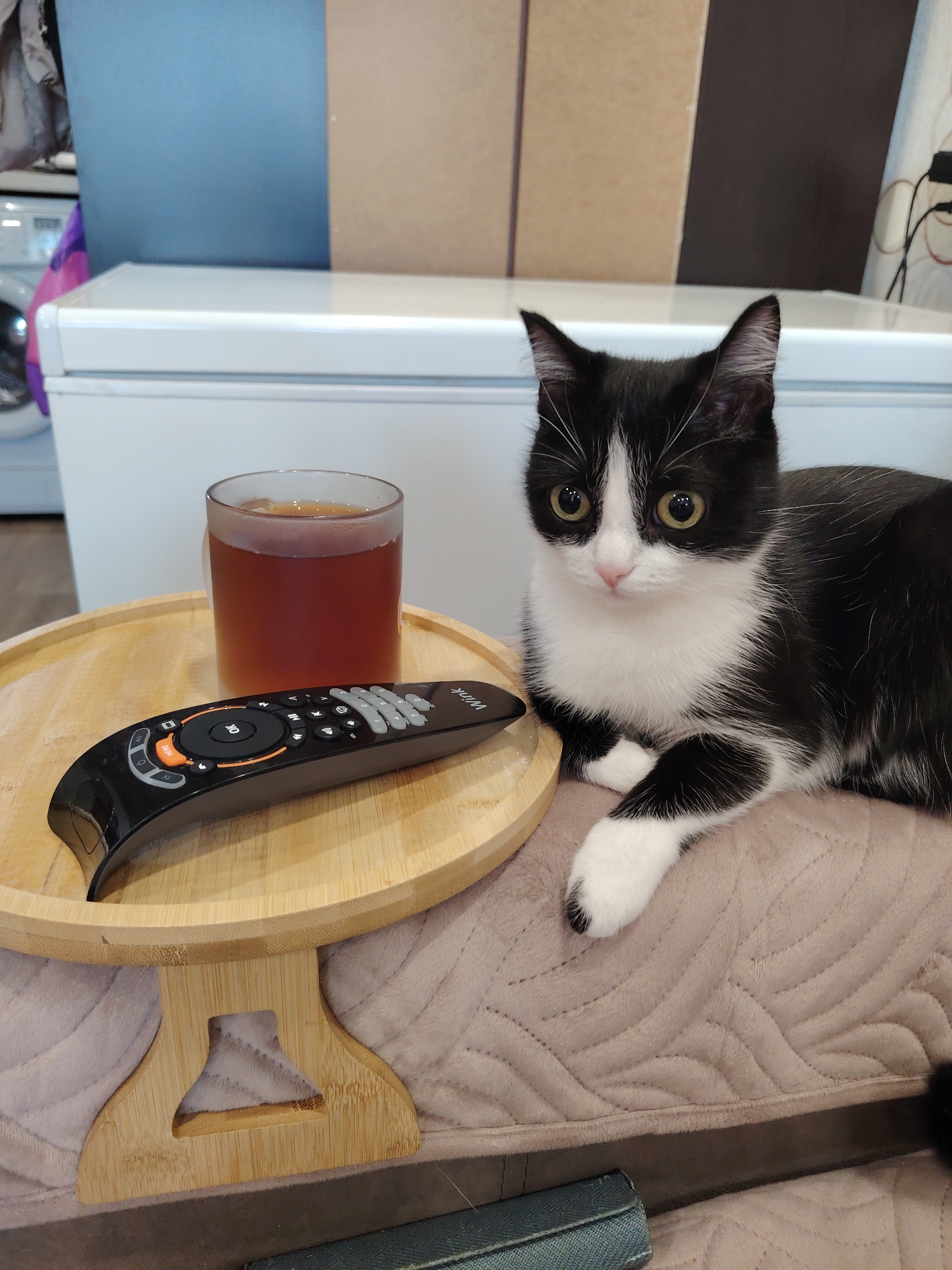 Tuxedo cat photographed lounging indoors during afternoon hours