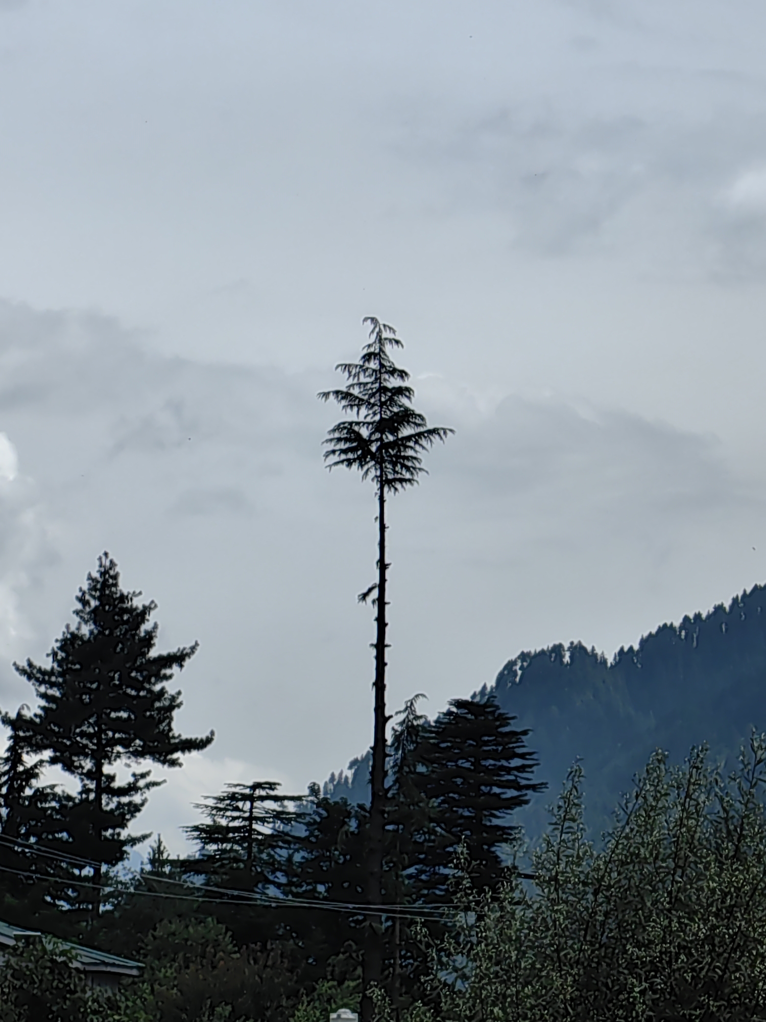 A Himachal morning: mountain pines, village streets, and curious dogs