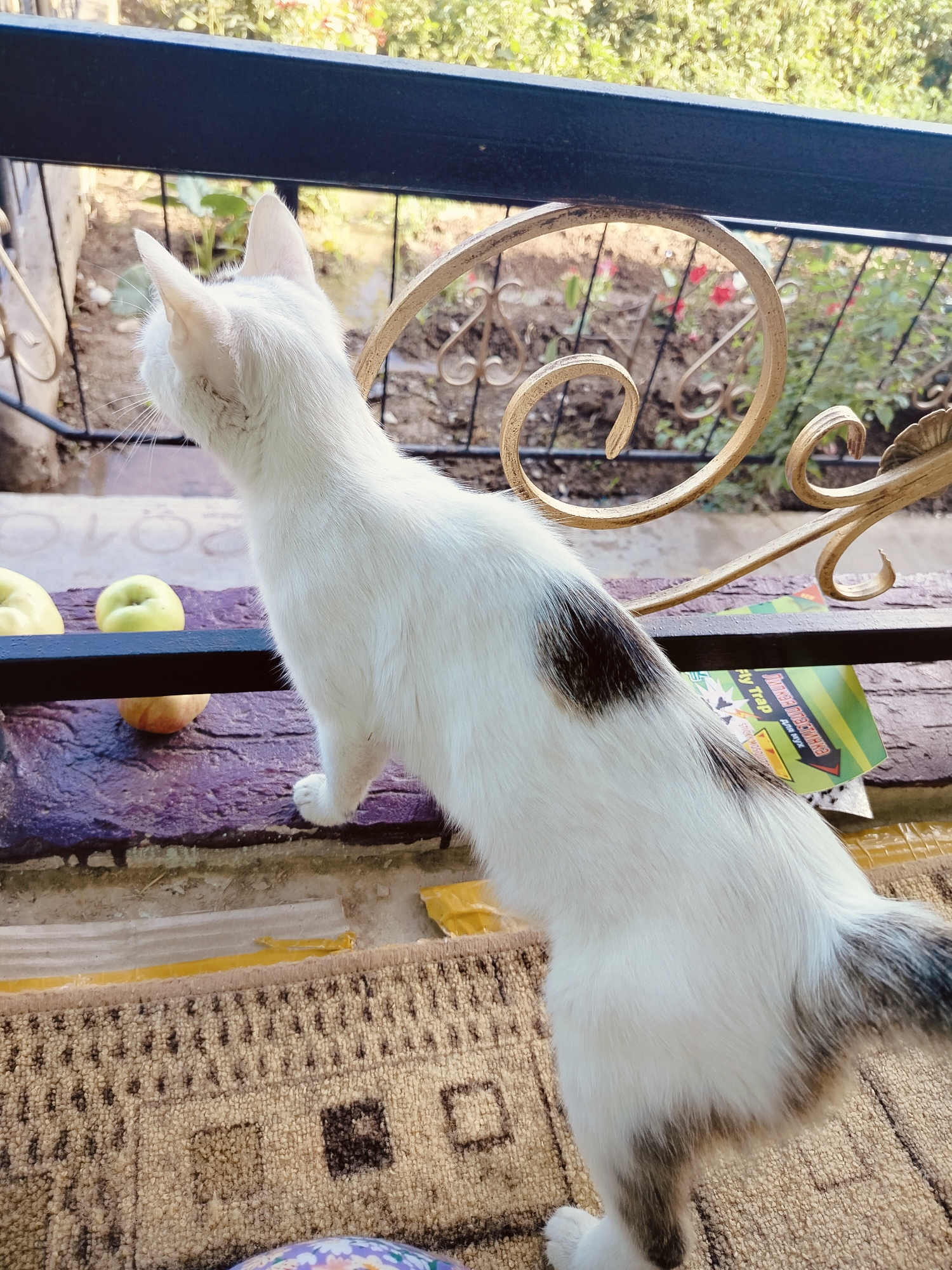 Summer morning life in a Көлкент yard — animals, apples, and garden scenes
