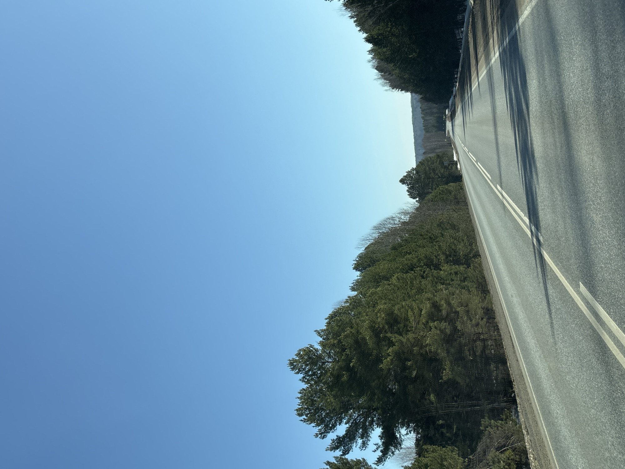 Rural road through forest captured in Sosново, Russia