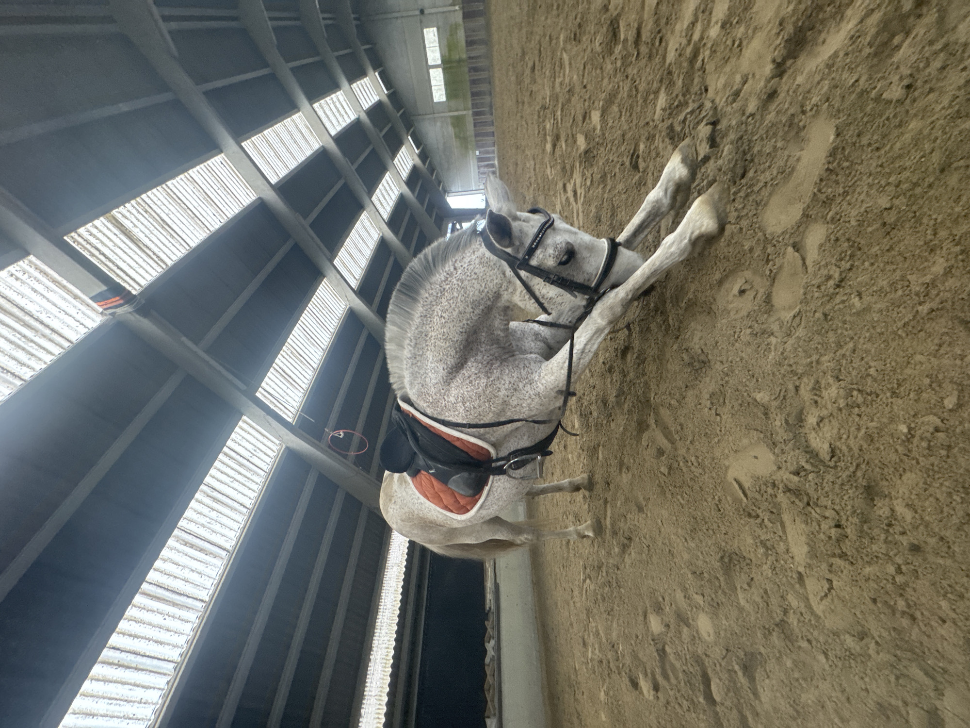 Horse falls in Belgian riding arena, stable activity recorded