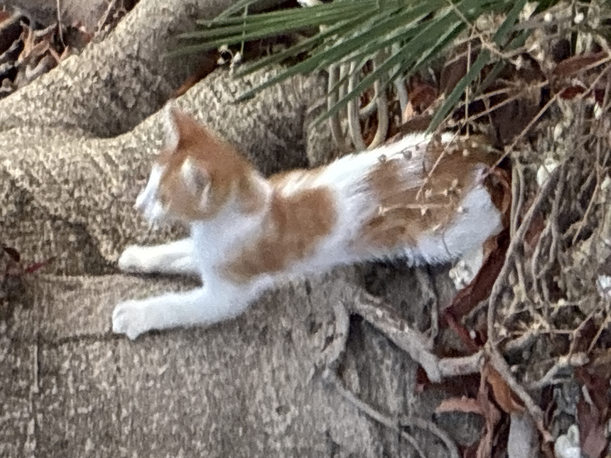 Alanya afternoon: beach crowds, a curious kitten, and dusk settling in