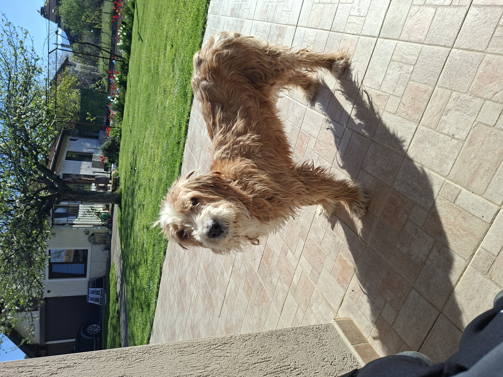 Shaggy tan dog spotted on patio looking at camera