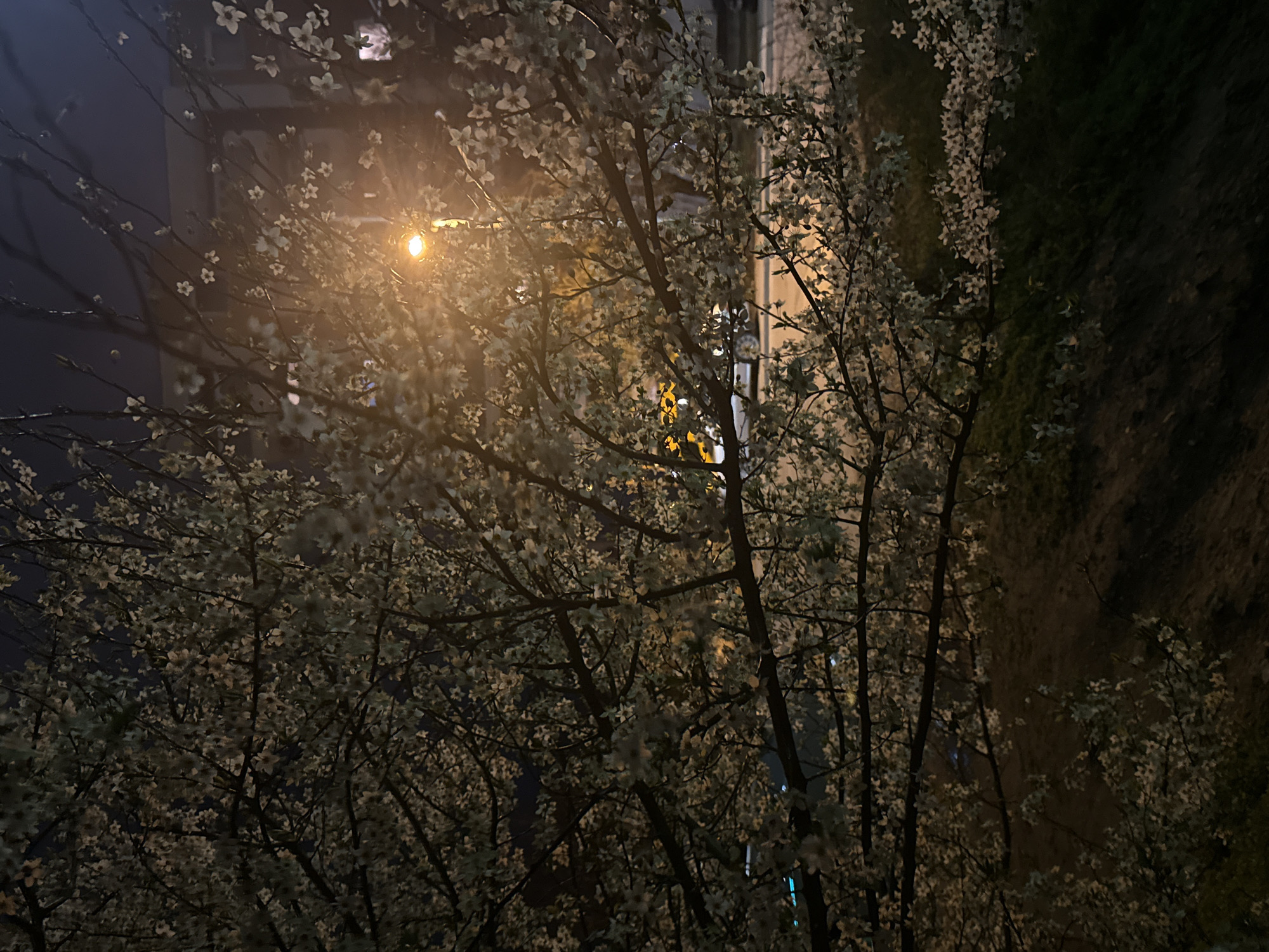 Spring blossoms illuminate Sofia streets at night