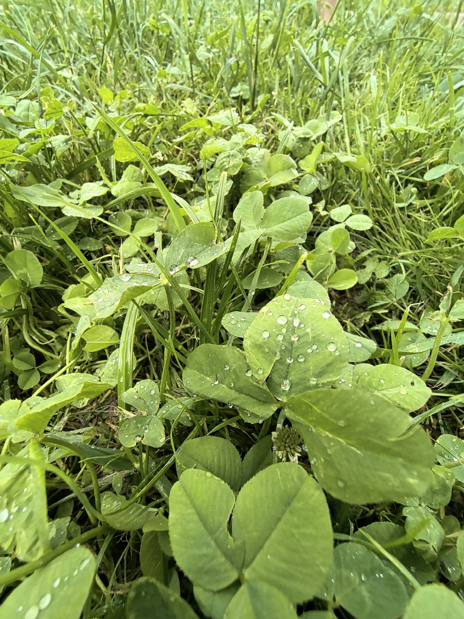 Rainy afternoon backyard: plants, a dog, and a kid exploring