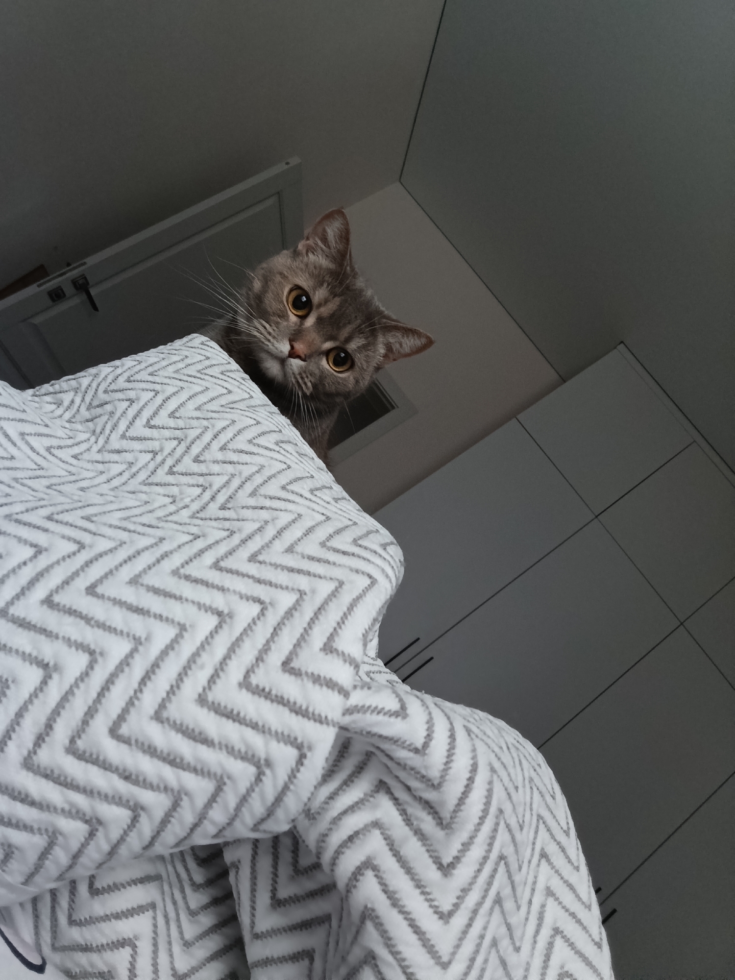 Dawn views and domestic cat moments captured in Chaikovsky