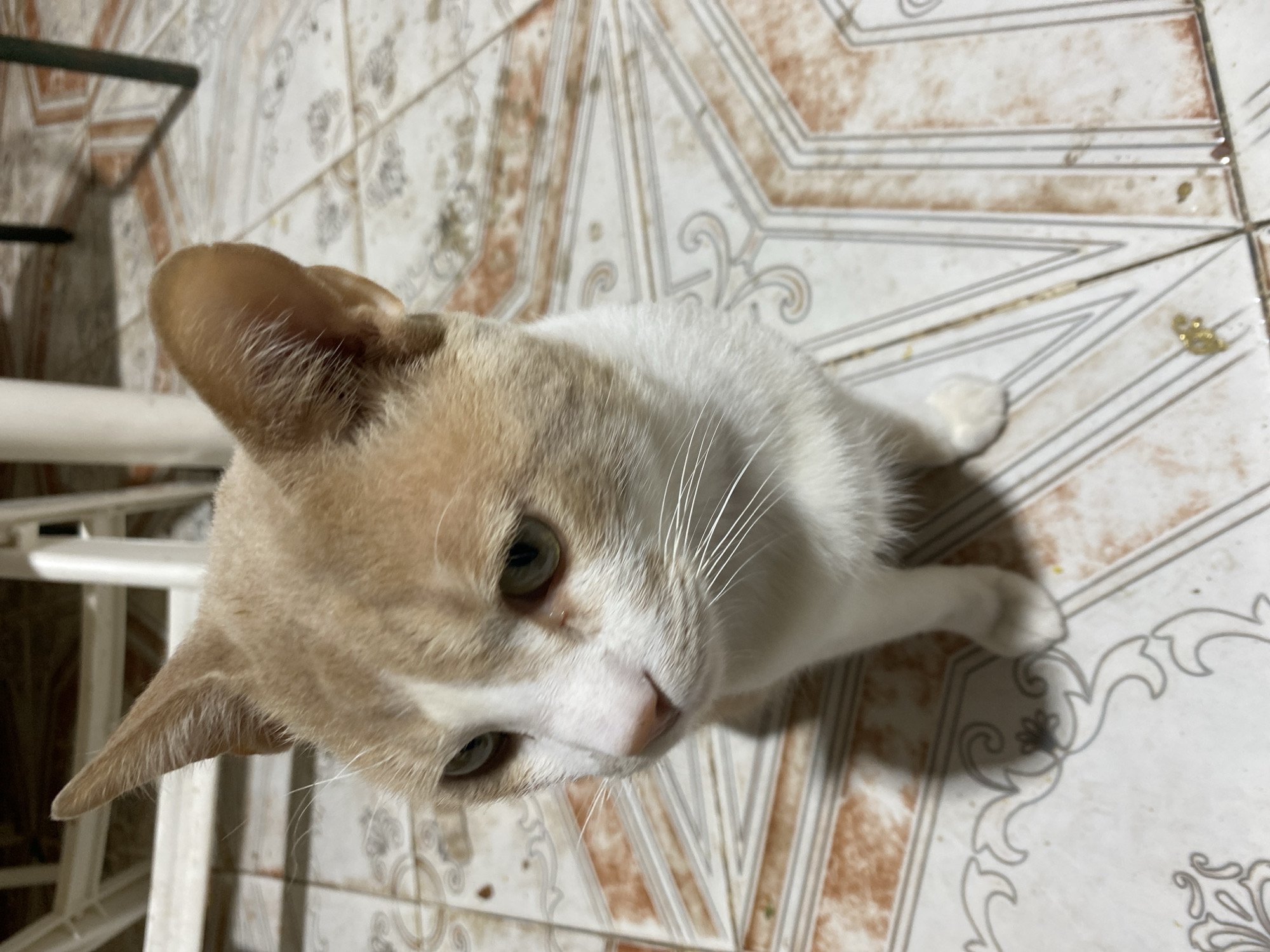 Casual indoor moments captured in Sidi Chahmi, Algeria