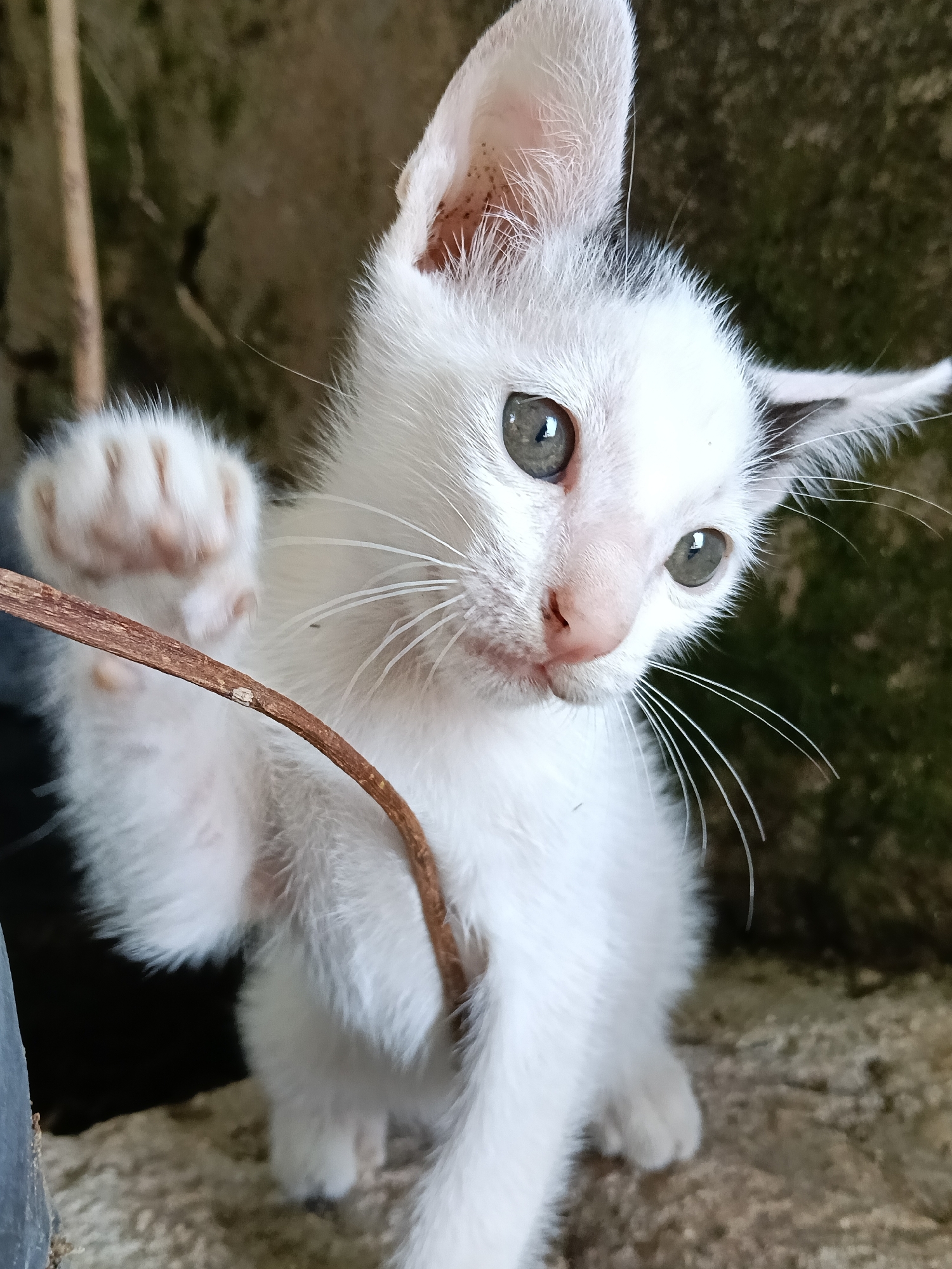 Kittens and schoolchildren captured in morning scenes in Lhokseumawe