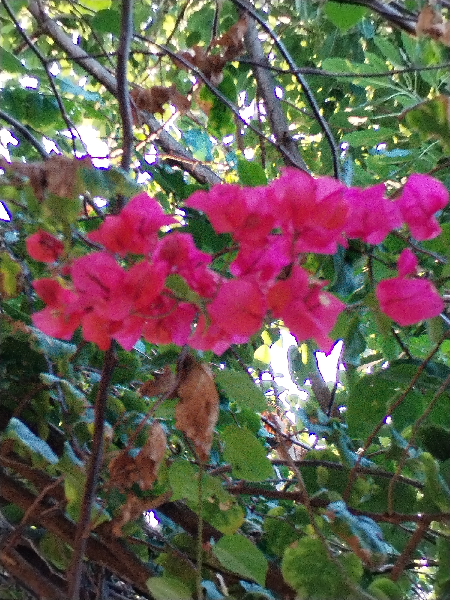 Morning scenes of flowers and street food in Vietnamese ward