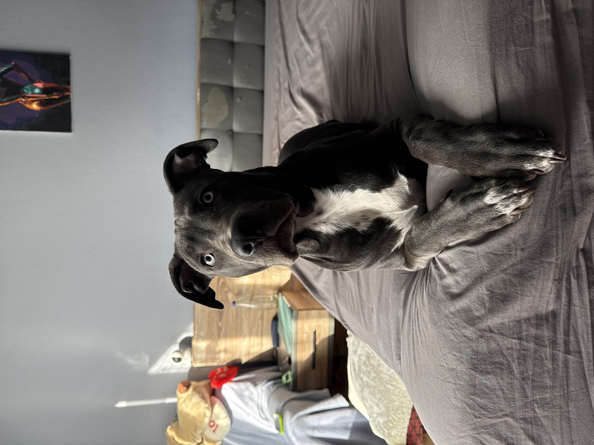 Pit Bull photographed resting on bed in Varna, Bulgaria