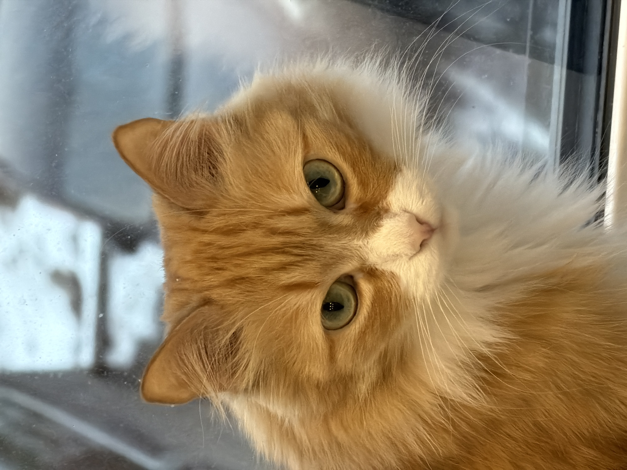 Orange cat photographed by window in Krasnoyarsk, Russia