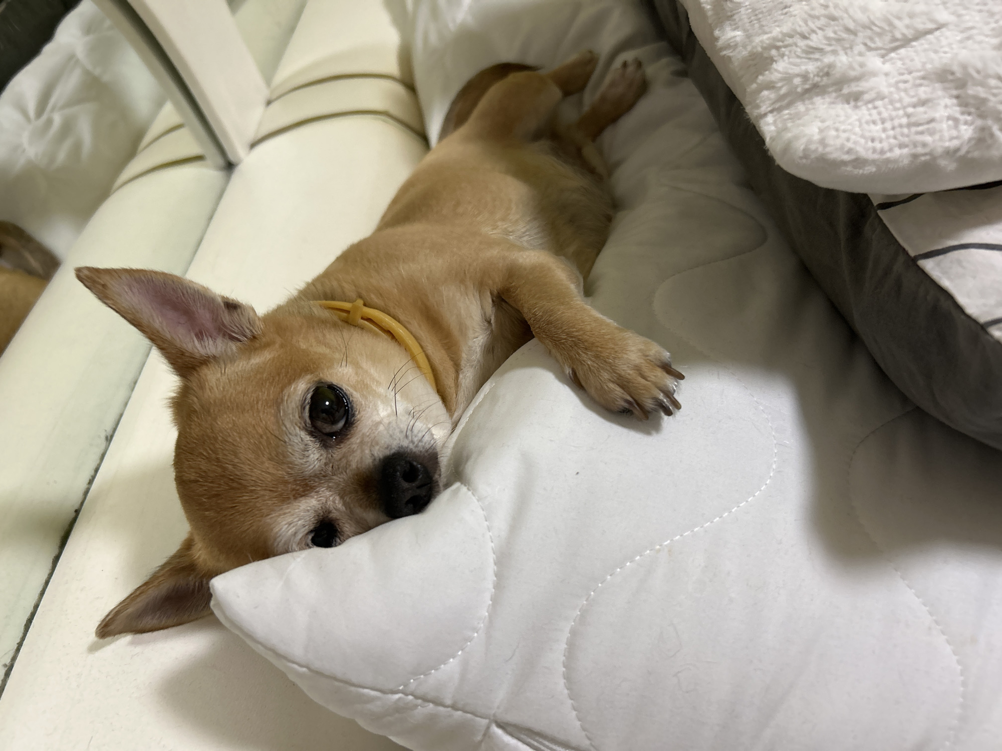 Lazy evening in Sofia: chihuahua naps, soccer plays on TV