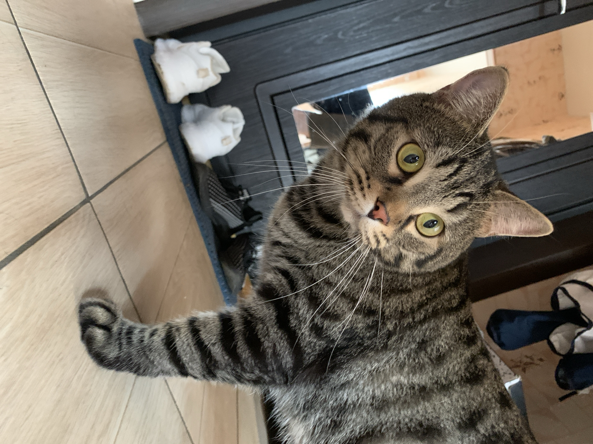 Tabby cat photographed in multiple poses at Stavropol home
