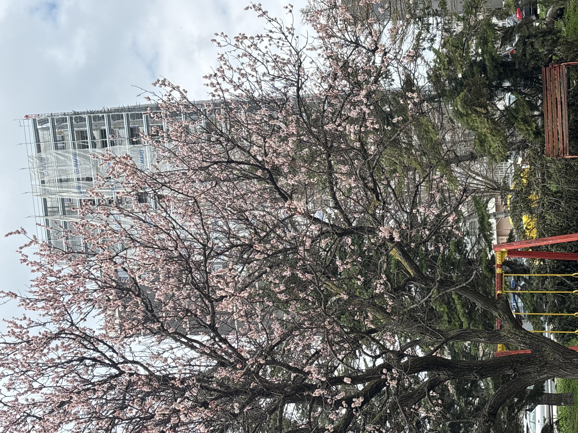 Spring blooms frame construction site in Varna, Bulgaria