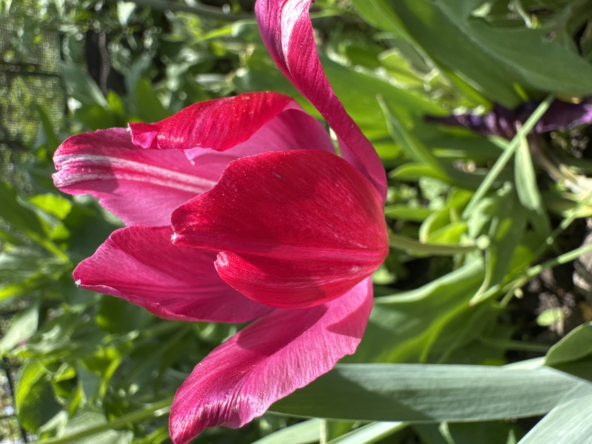 Spring flowers bloom in Lozuvatka gardens, Ukraine