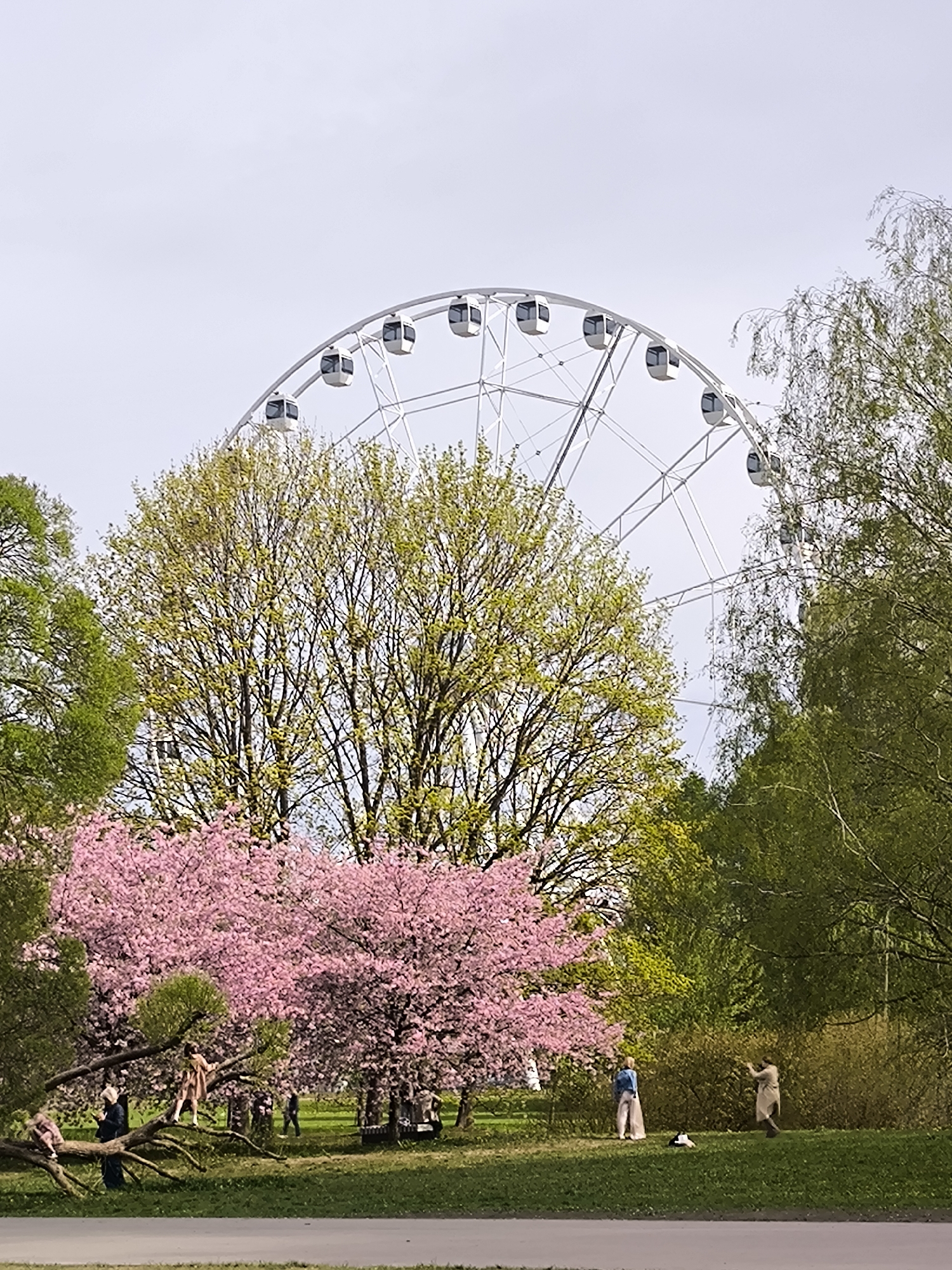 Group dances among cherry blossoms in Riga park