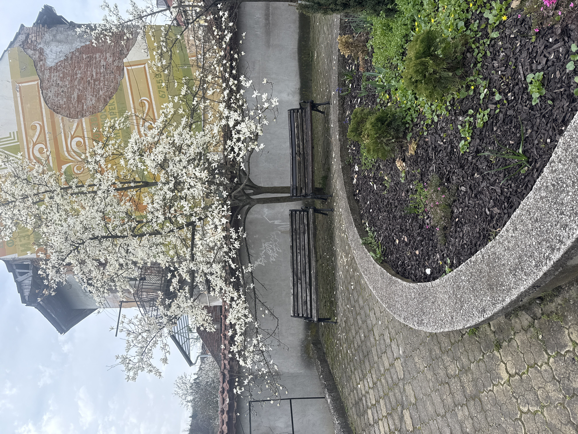 Spring blooms observed in Tryavna park, Bulgaria