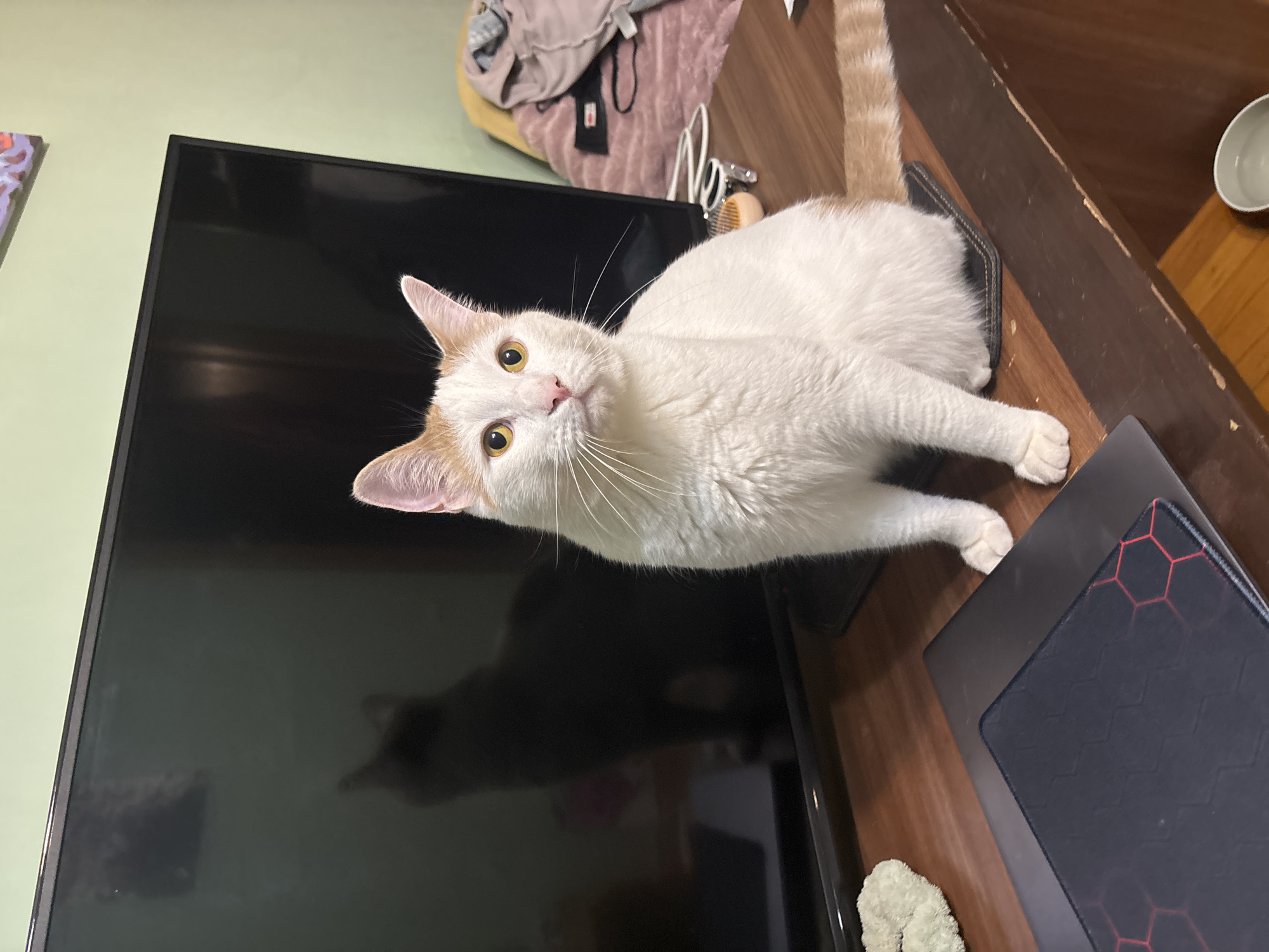 Indoor hangout with a photogenic white and tan cat