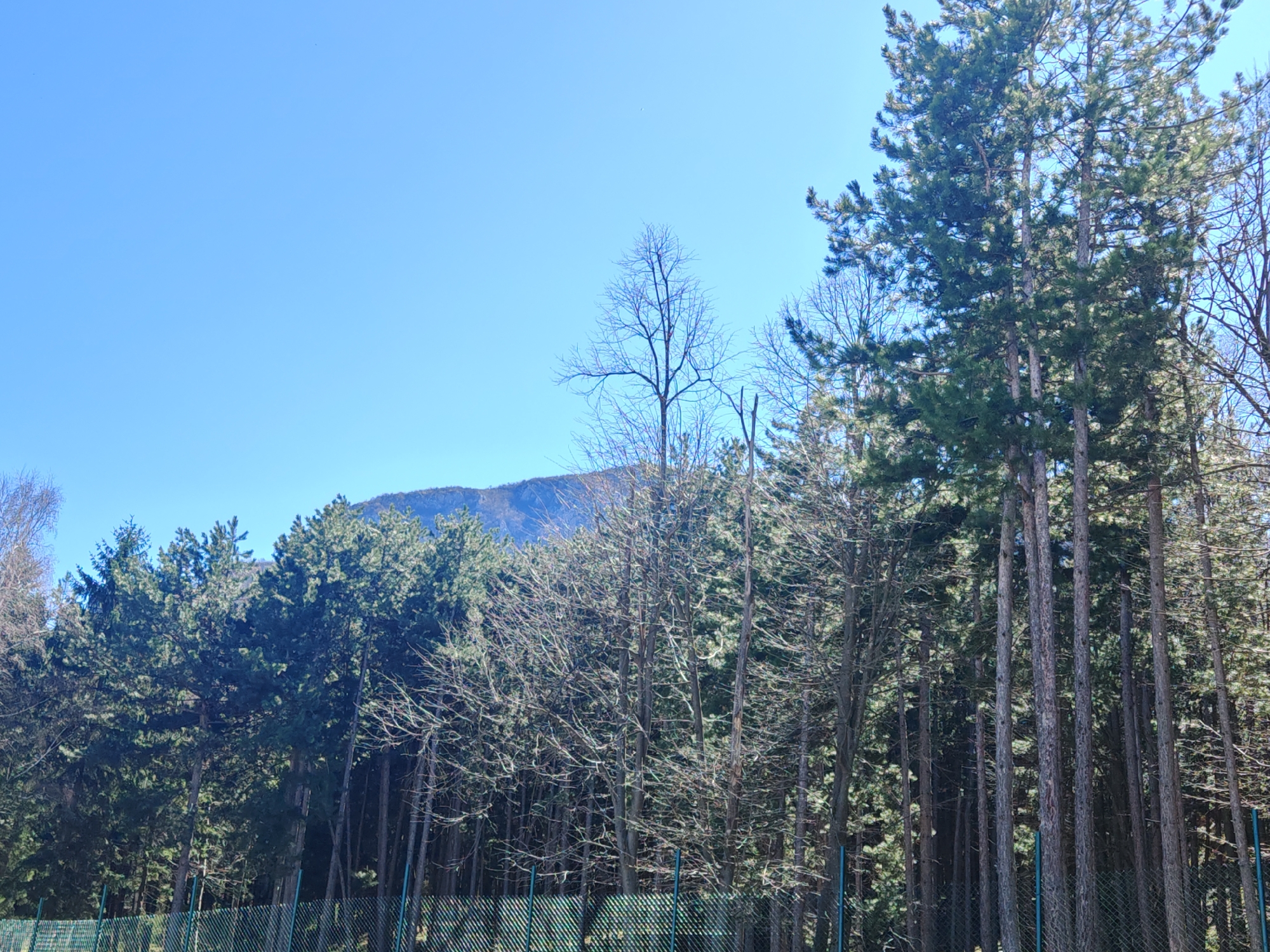 Mixed forest observed behind fence in Vratsa, Bulgaria