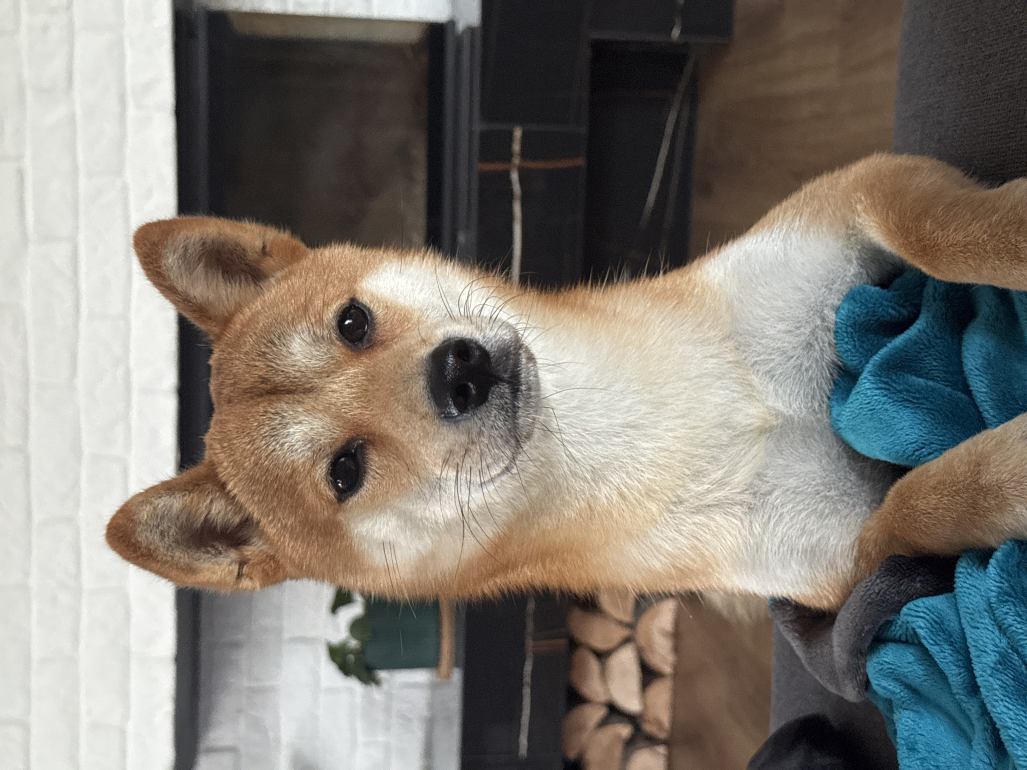 Shiba Inu dog photographed indoors in Carnikava, Latvia