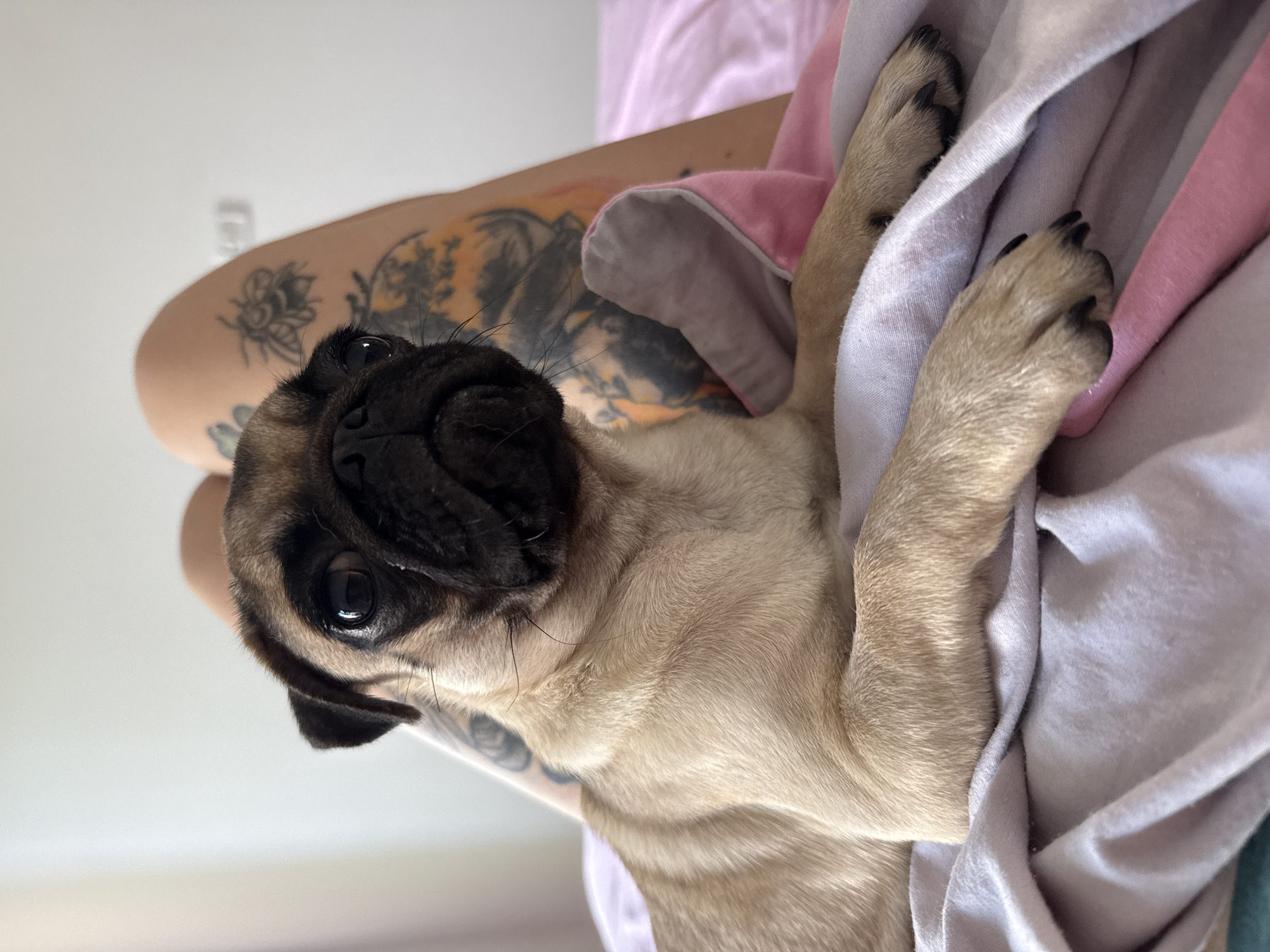 Lazy morning at home: puppy, tattoos, and breakfast toast