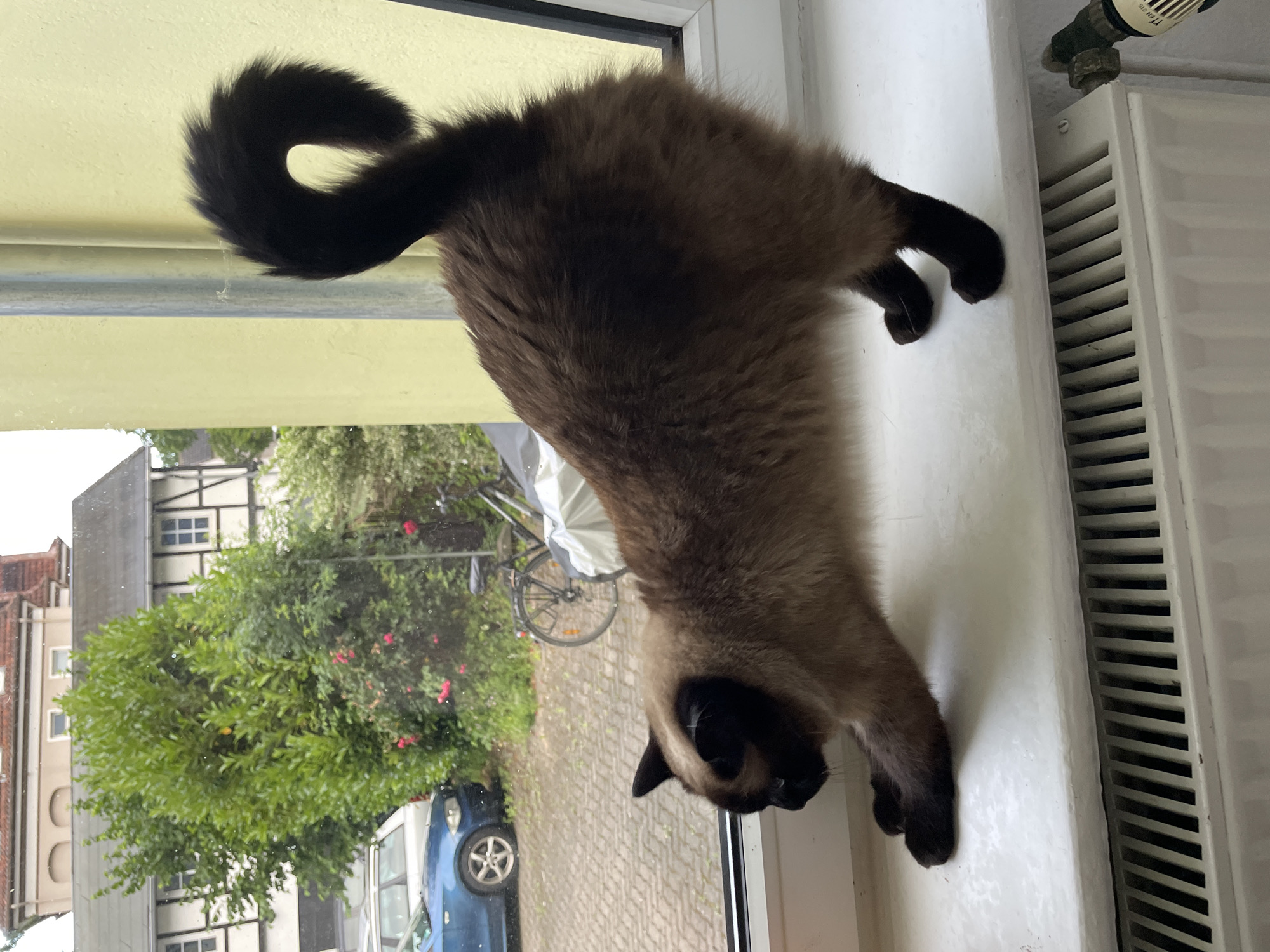 Siamese cat, morning coffee, and rooftop views from one window