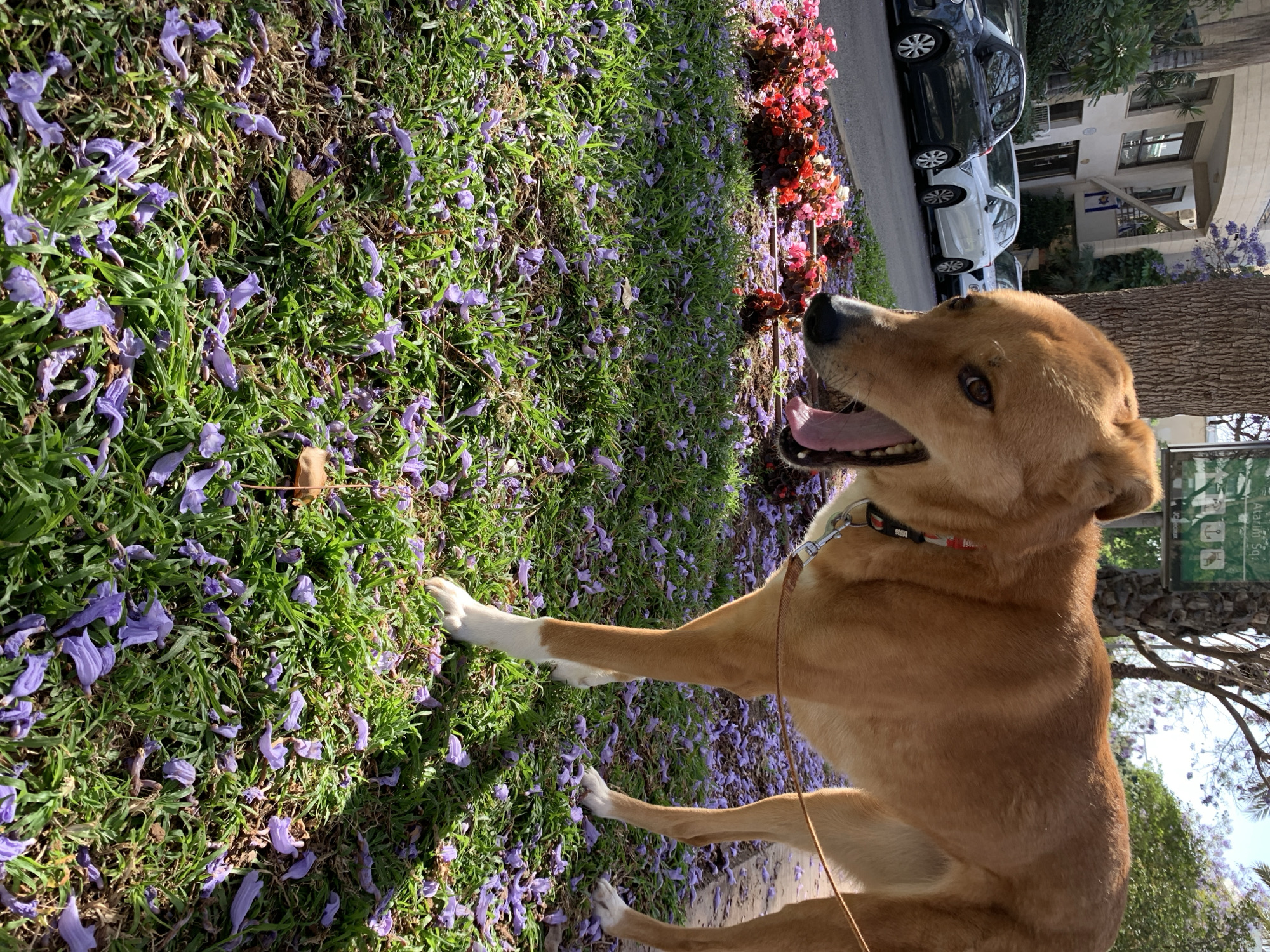 Dog walks among Jacaranda blossoms in blooming Tel-Aviv