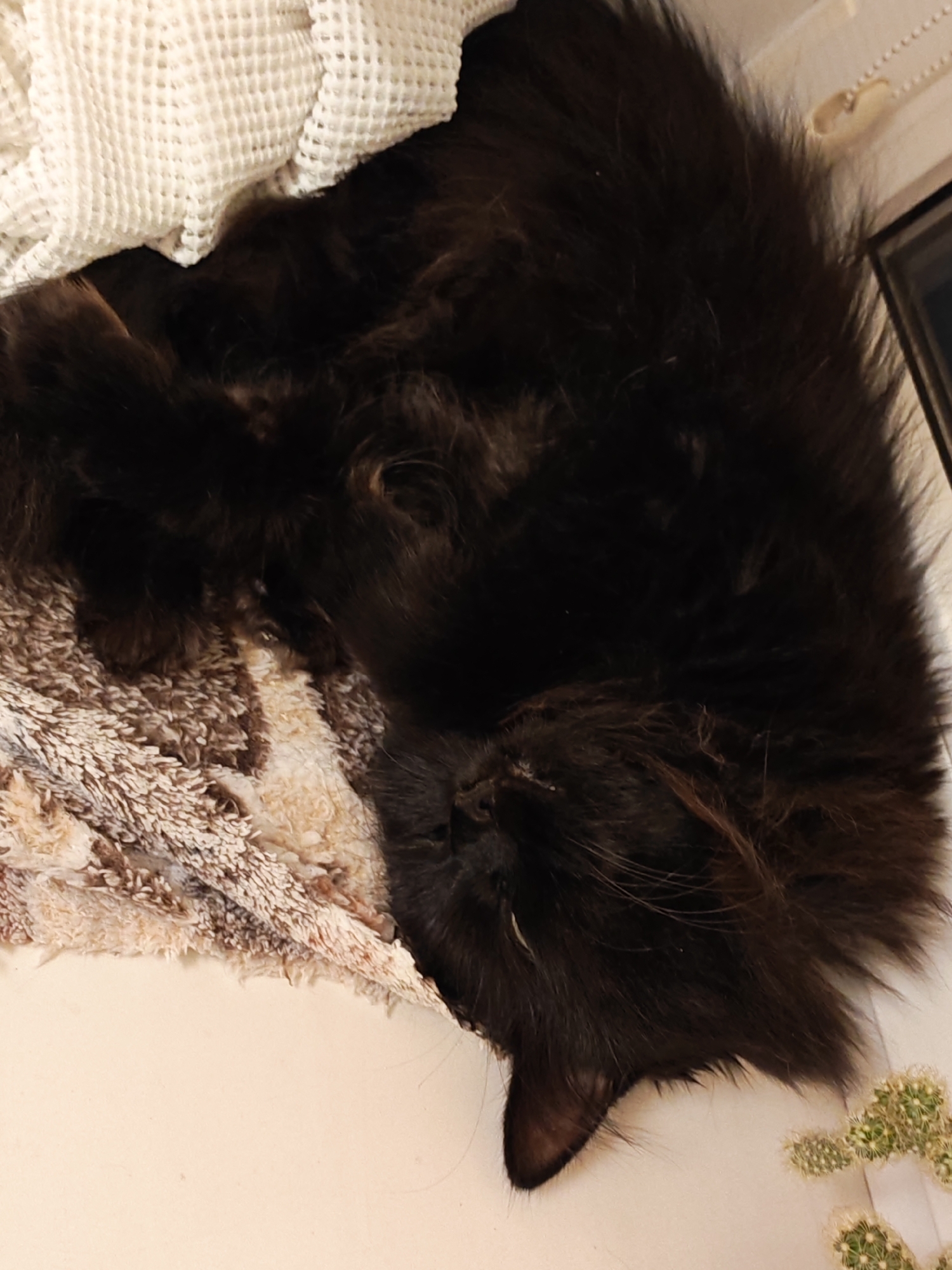 Lazy afternoon with a black cat in Bataysk