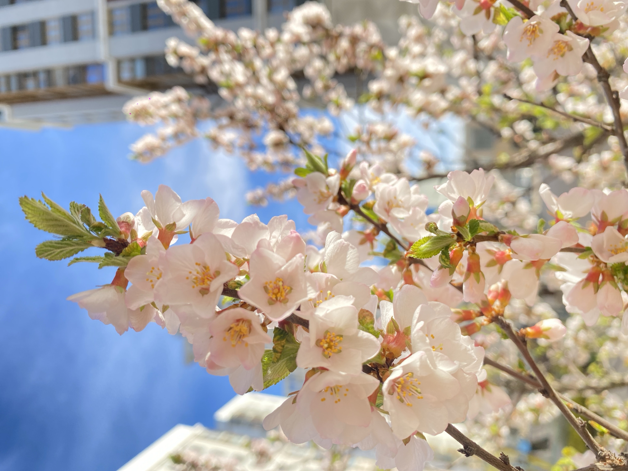 Cherry blossoms bloom in Moscow spring afternoon