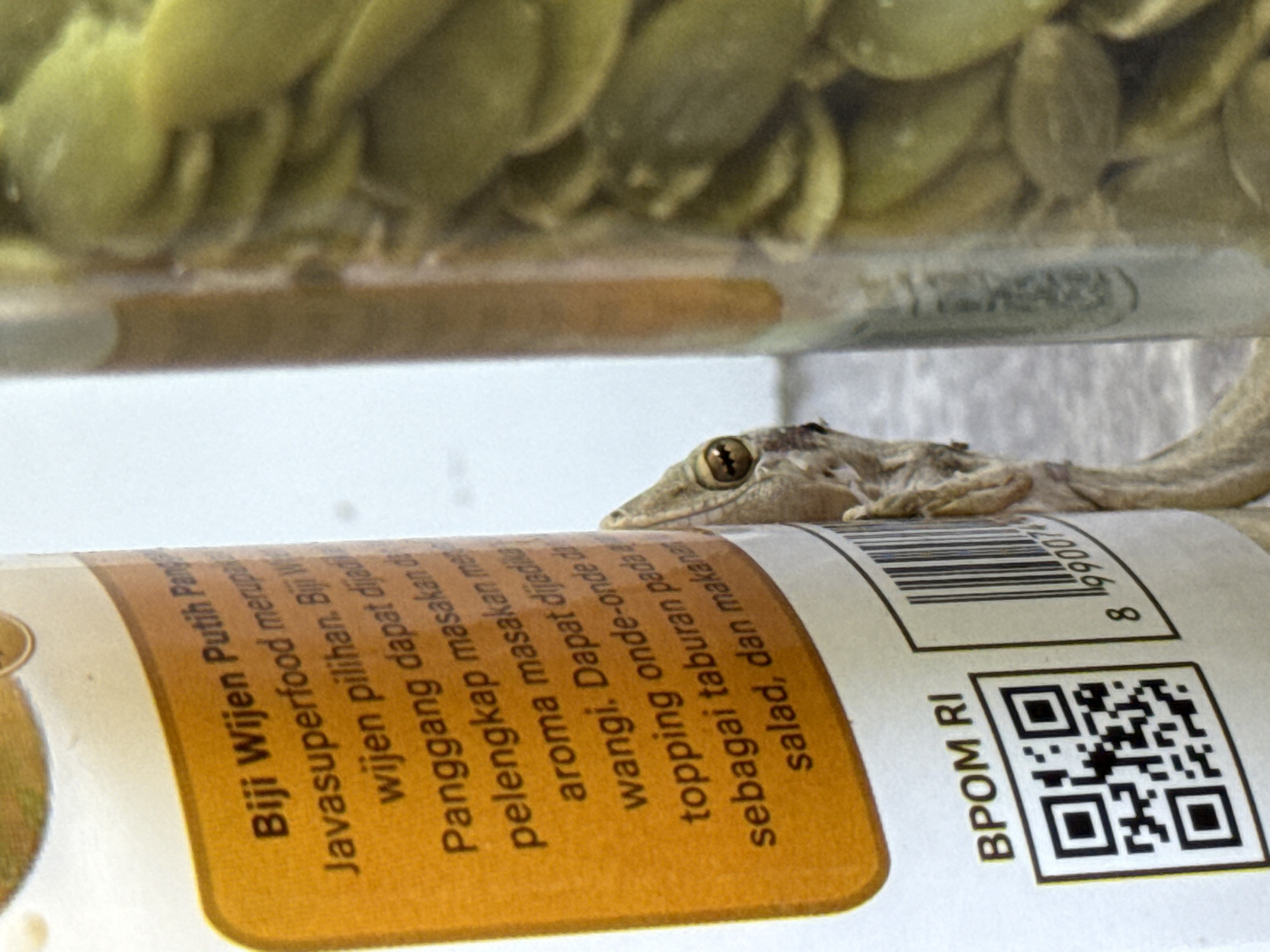 House gecko spotted on Indonesian sesame seed containers