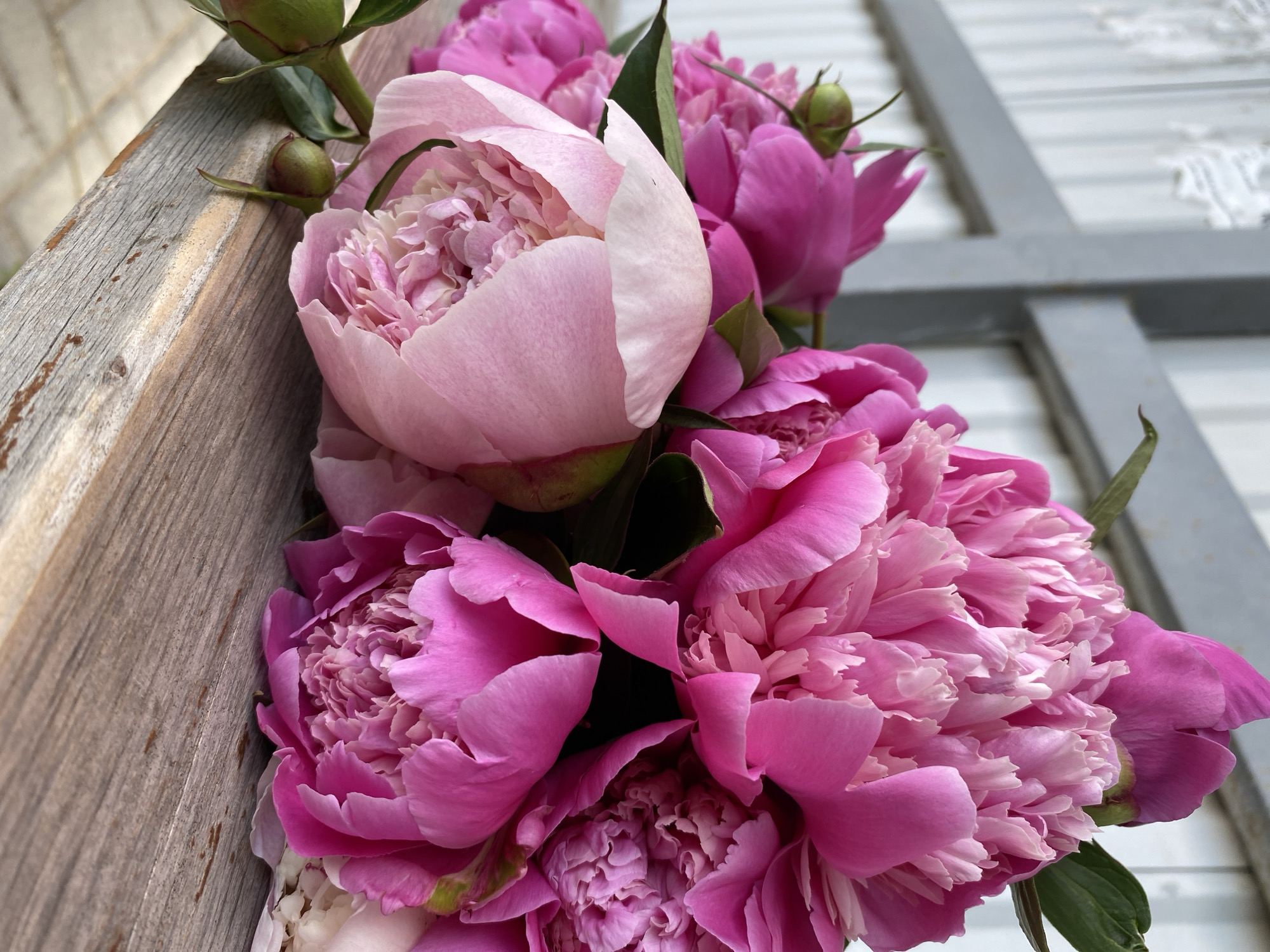Person with peony bouquet photographed at Noviy waterfront