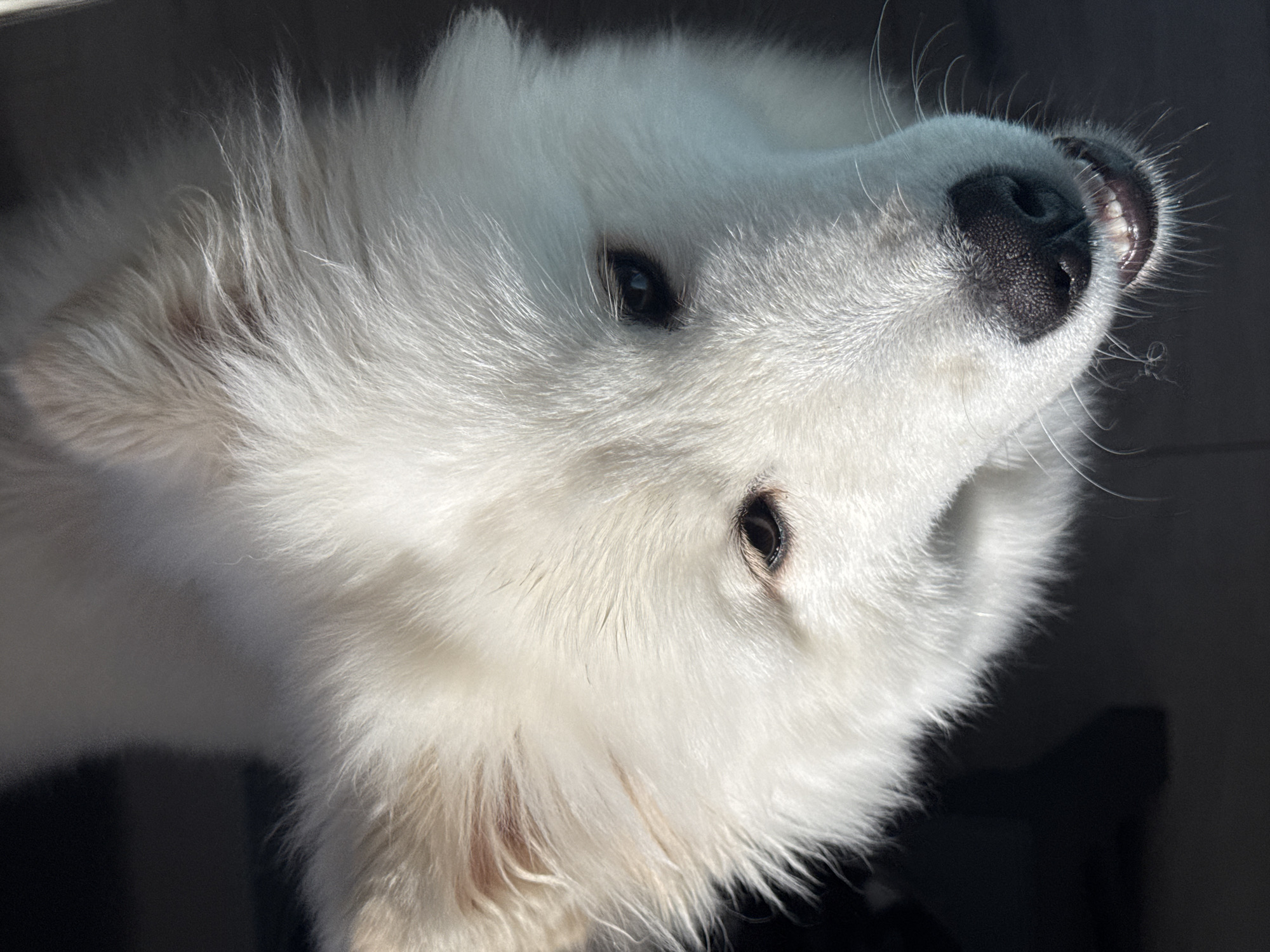 Pets photographed in morning portrait session in Chaikovsky
