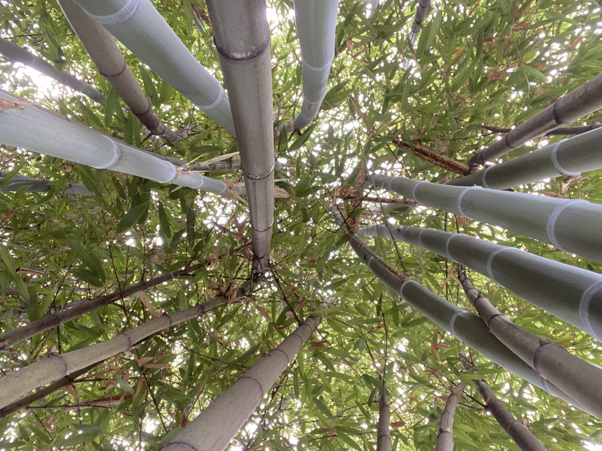 Street-level Batumi: bamboo, bloom, and neighborhood architecture