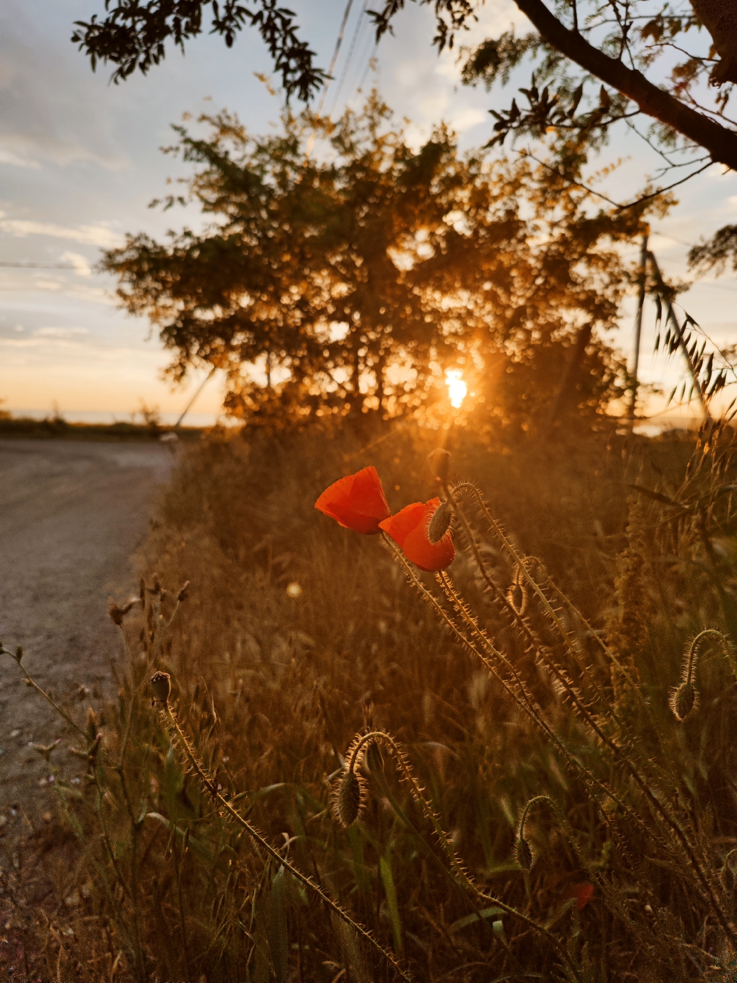 Rural landscape with dirt road captured near Sennoy, Russia